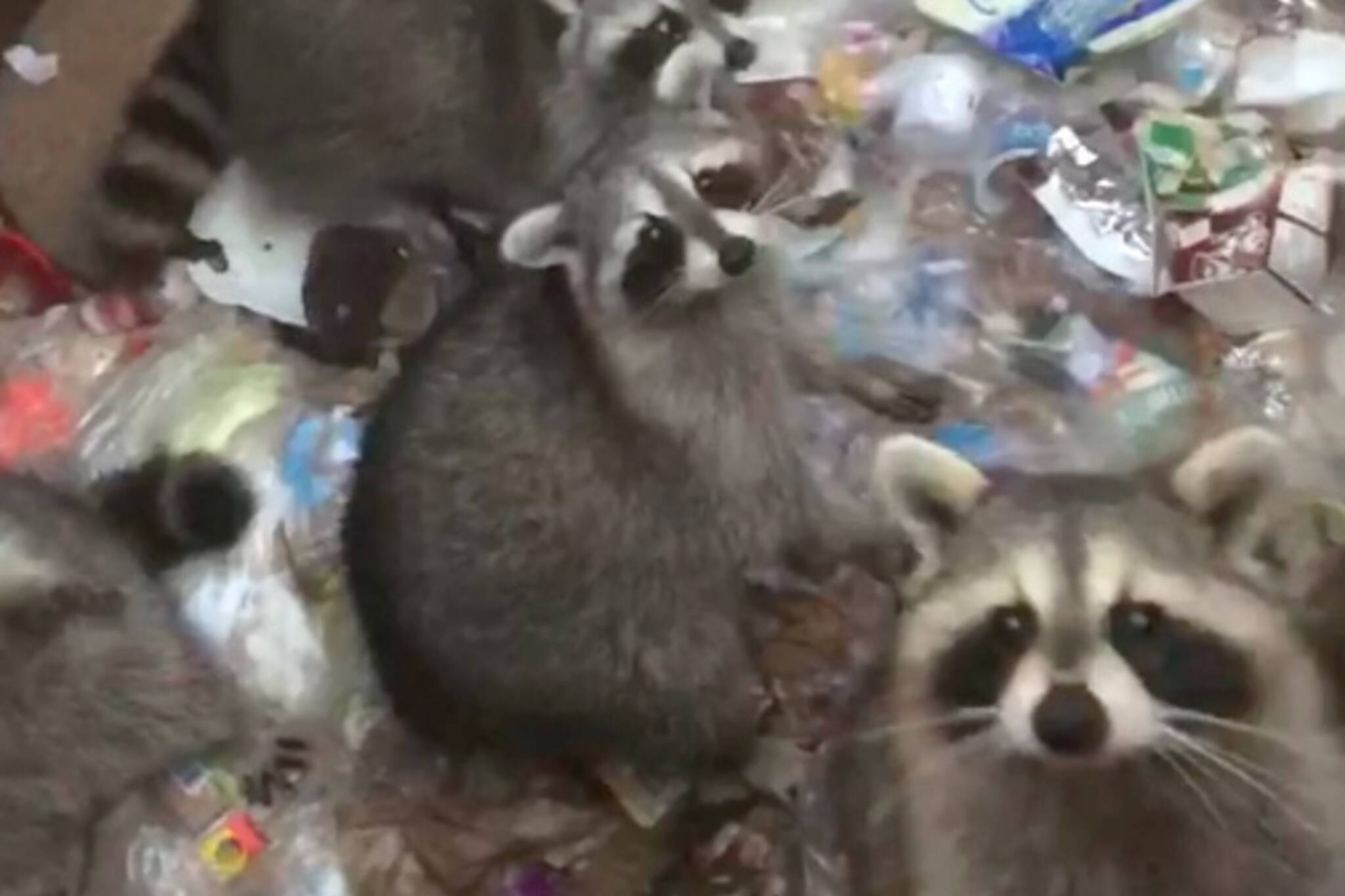 Toronto raccoons dumpster