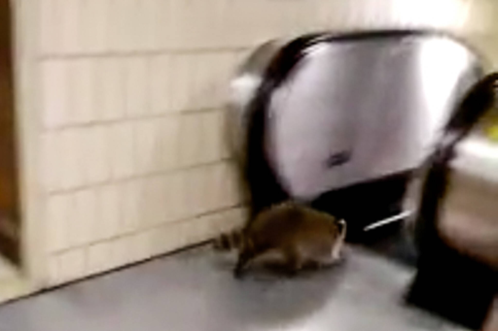 toronto raccoon escalator