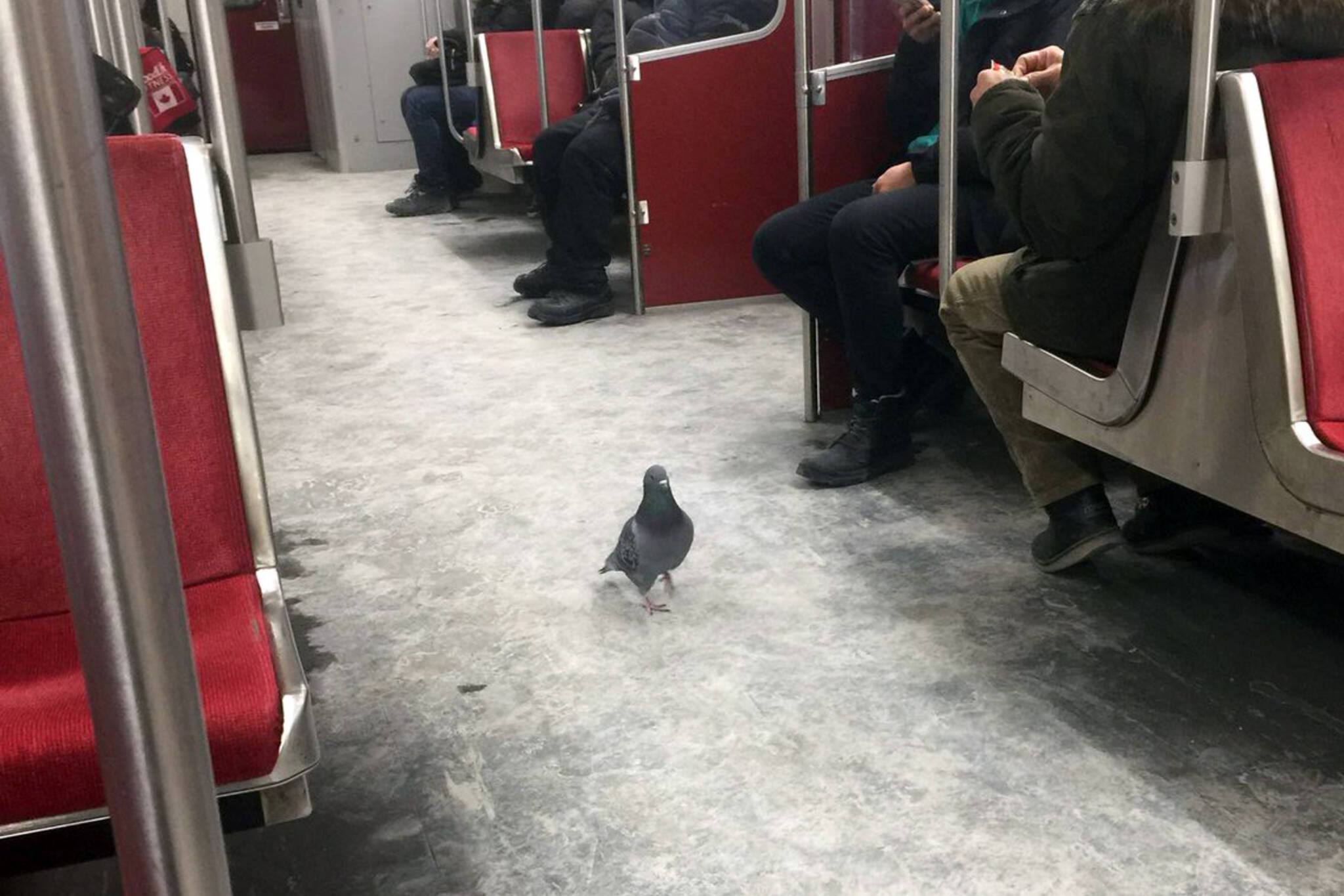 toronto subway pigeons