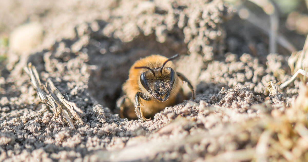 Toronto is about to get an influx of wild bee sanctuaries