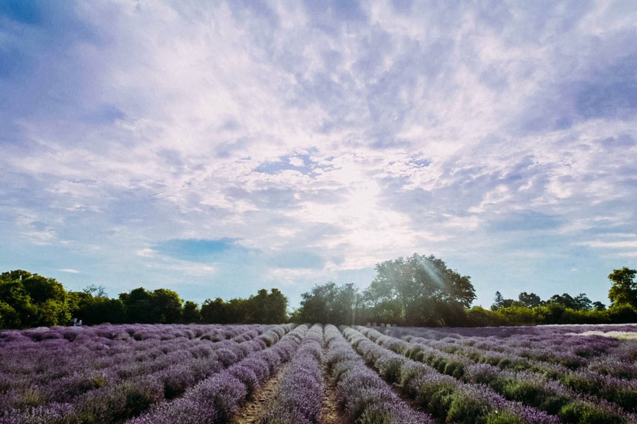 Lavender Farm ontario