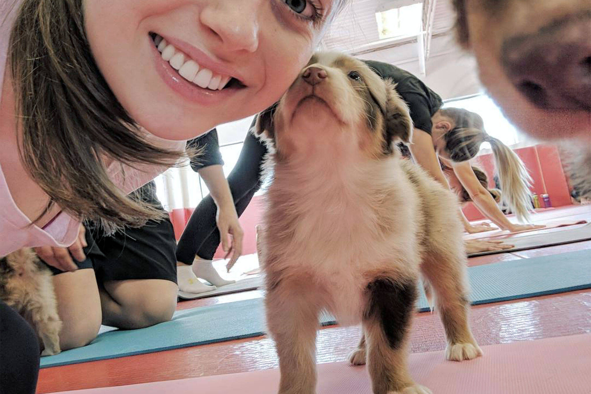 Puppy yoga toronto