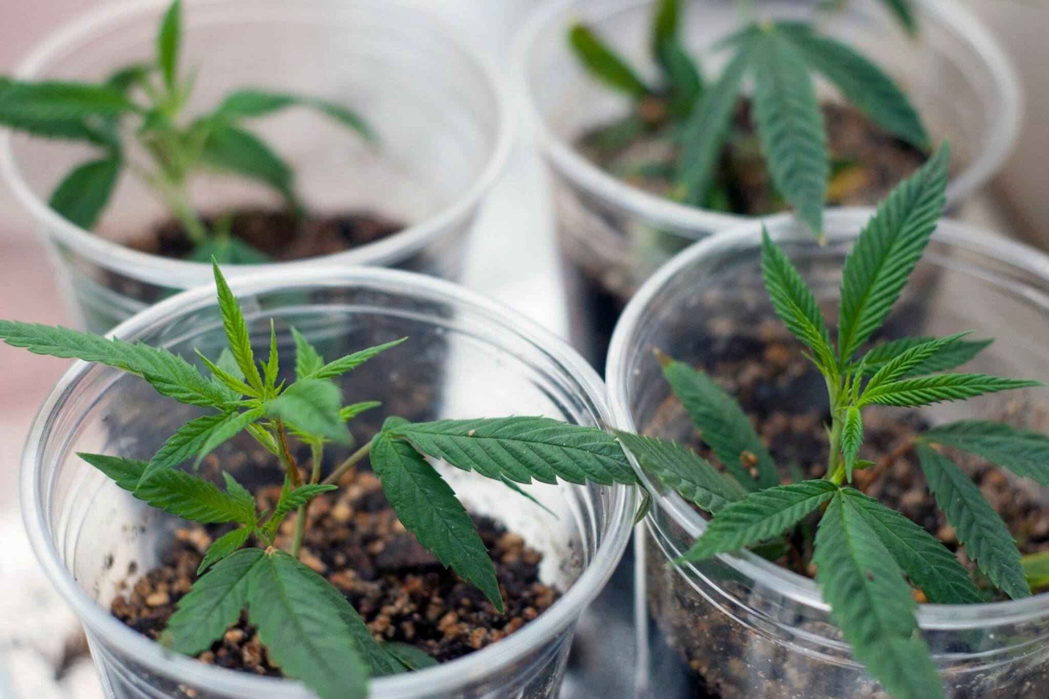 How To Grow Marijuana From Seed - Dummies