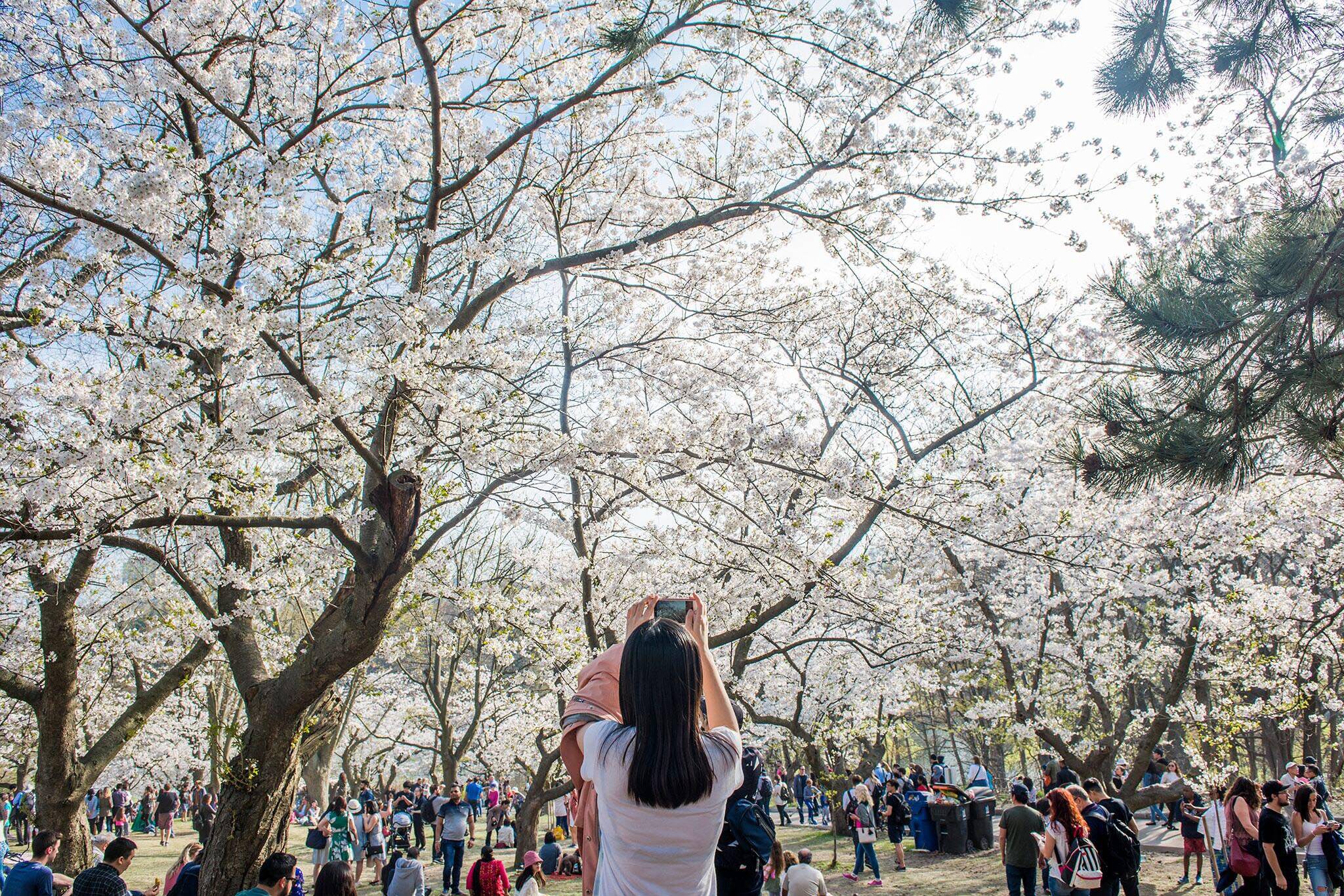 high park cherry blossoms 2019