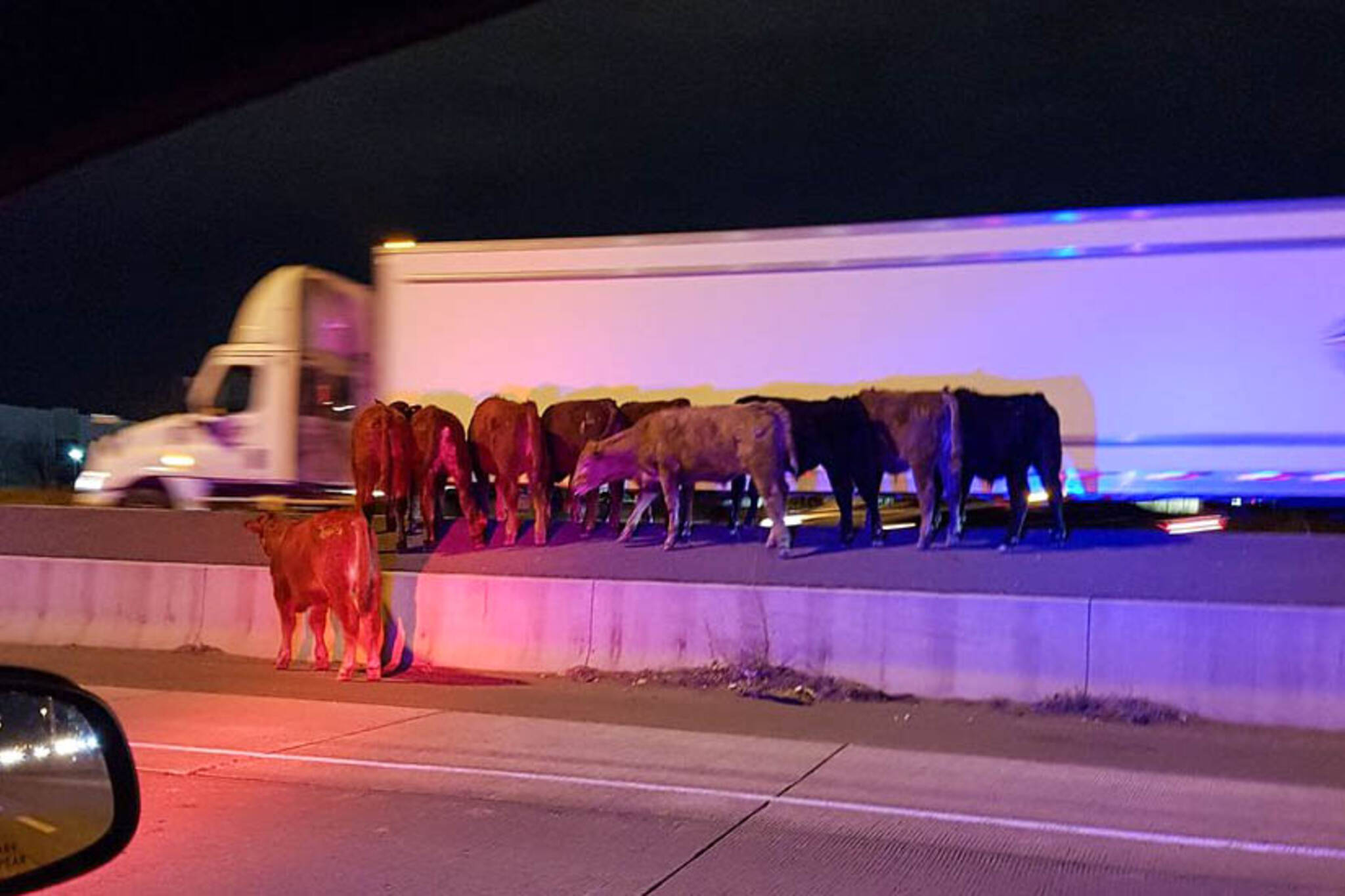 cows highway 401