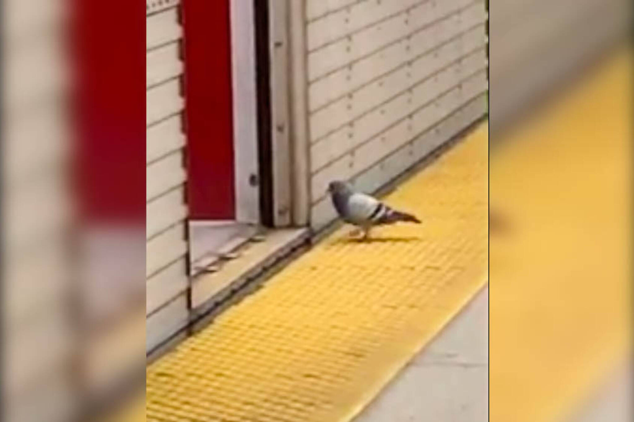 Toronto pigeon subway