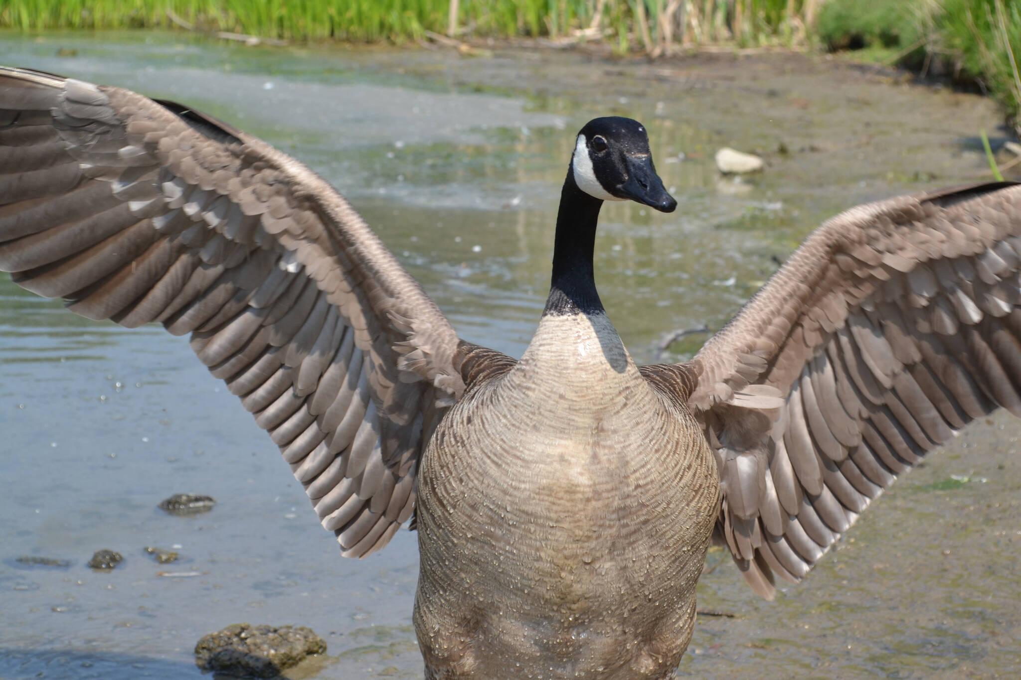 canada goose attacks toronto