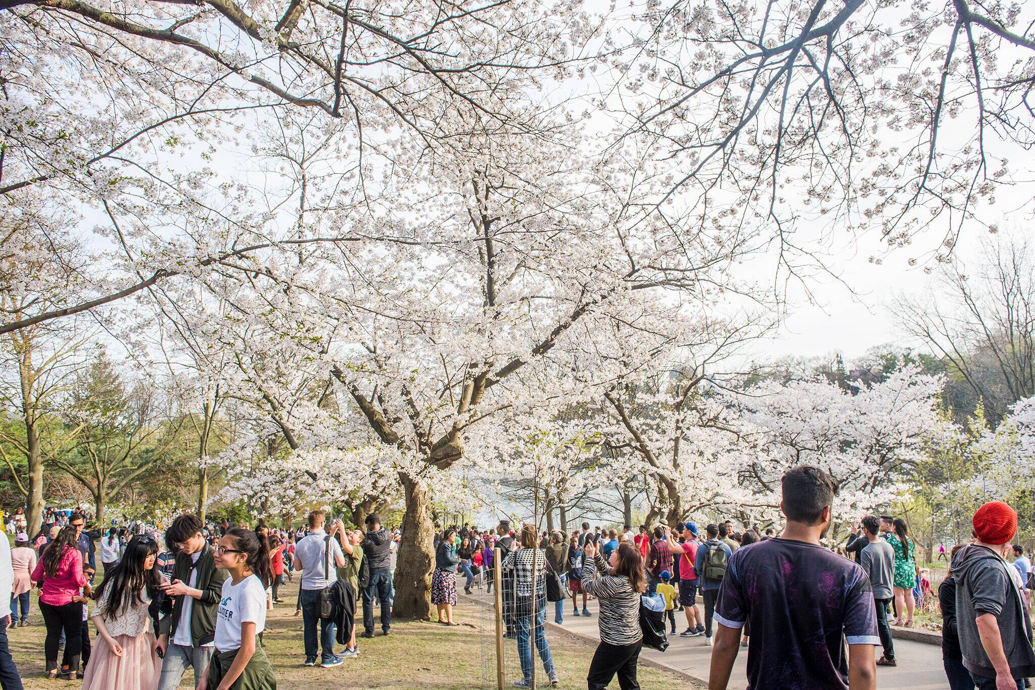 High Park cherry blossoms to start blooming this week