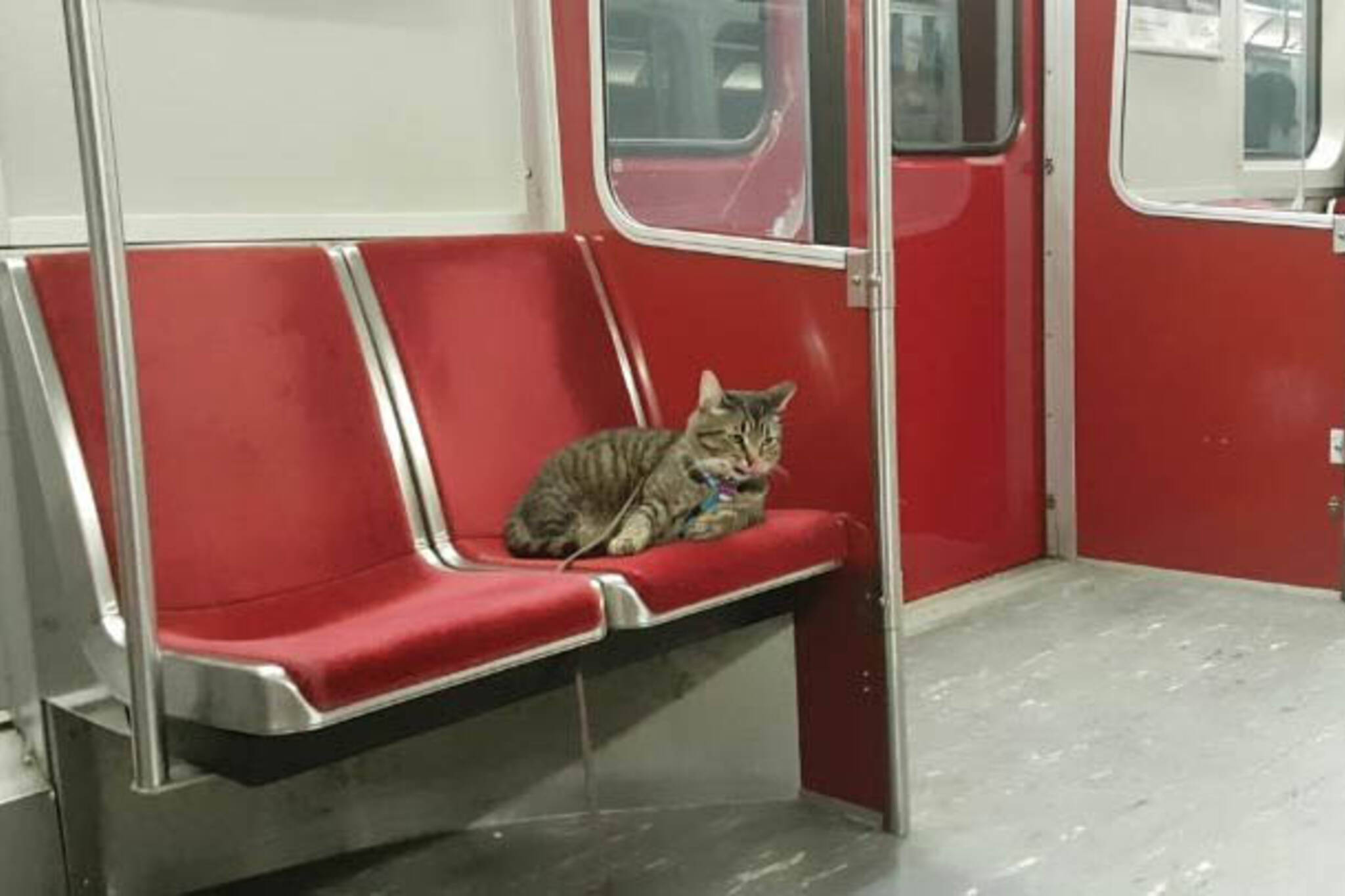 subway cat toronto