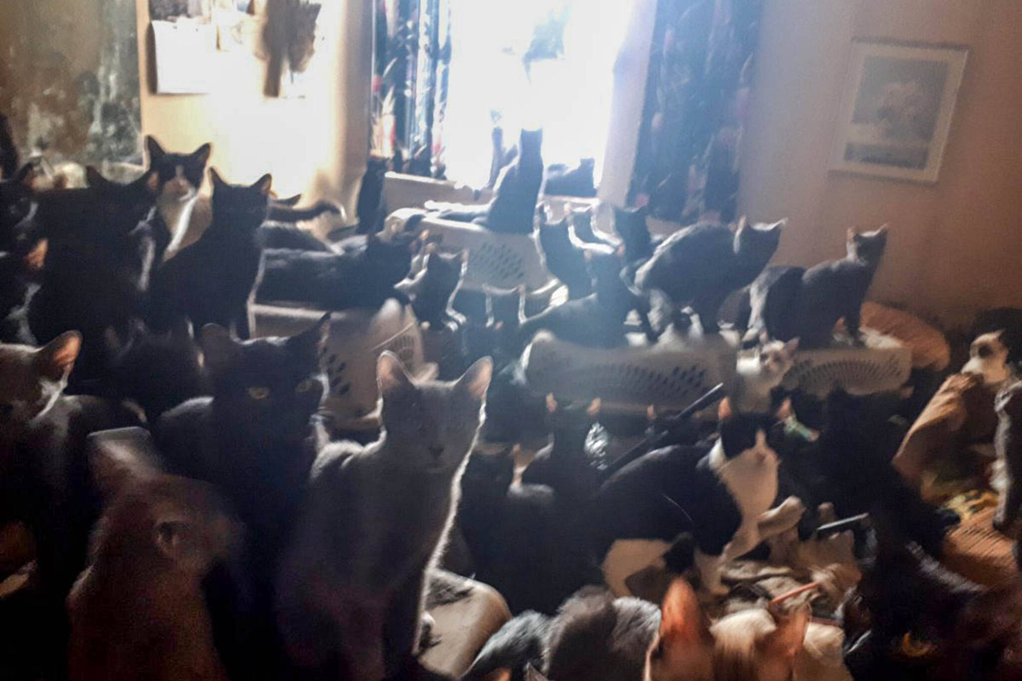 300 cats toronto