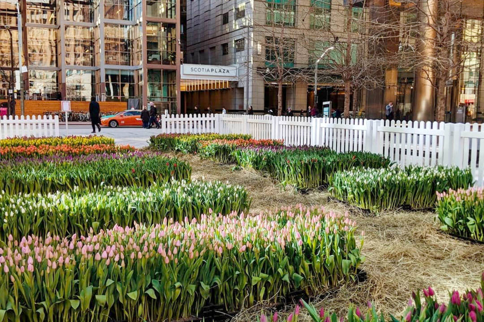 Someone just planted 11,000 tulips in downtown Toronto