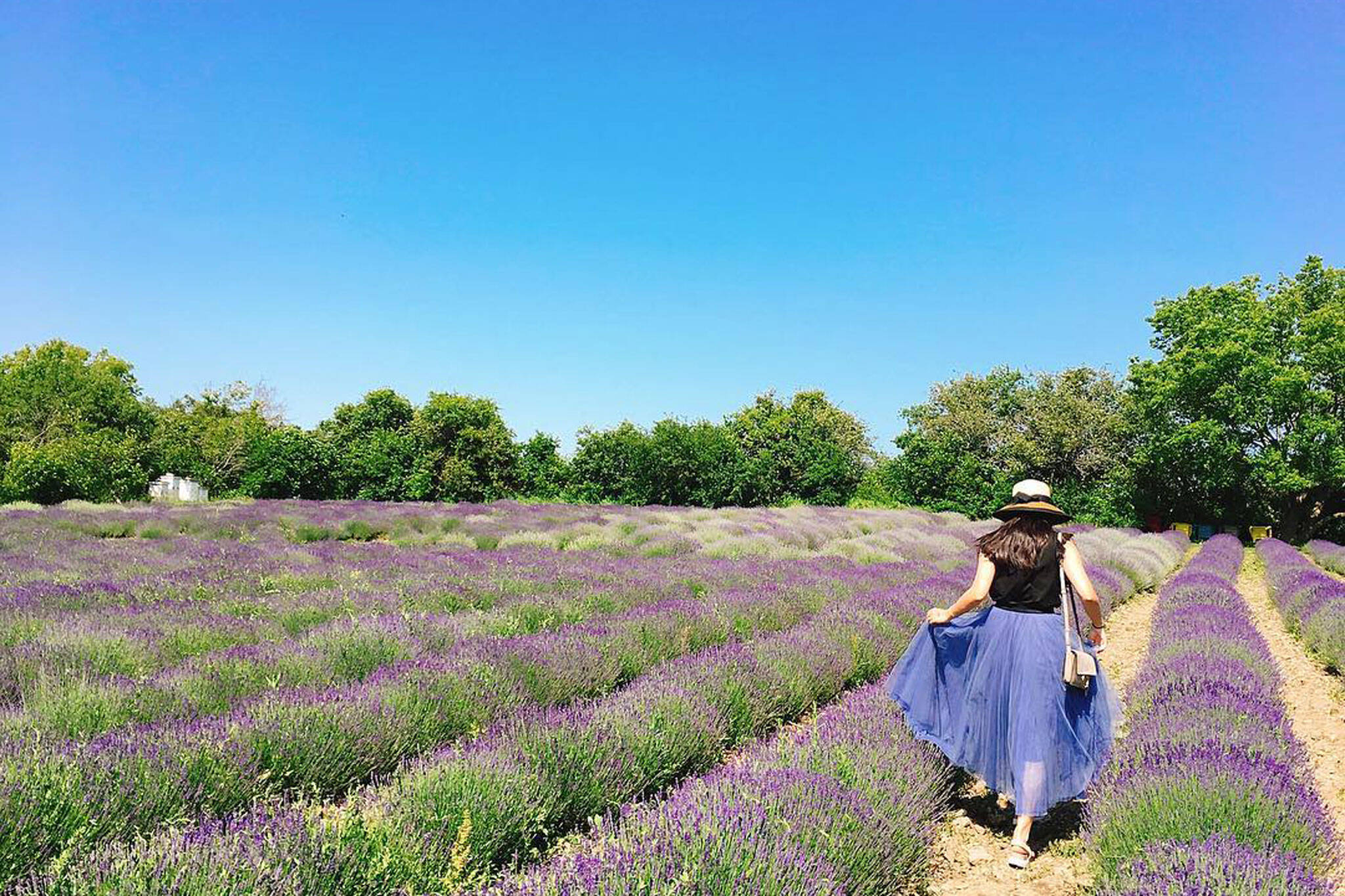 lavender fields toronto