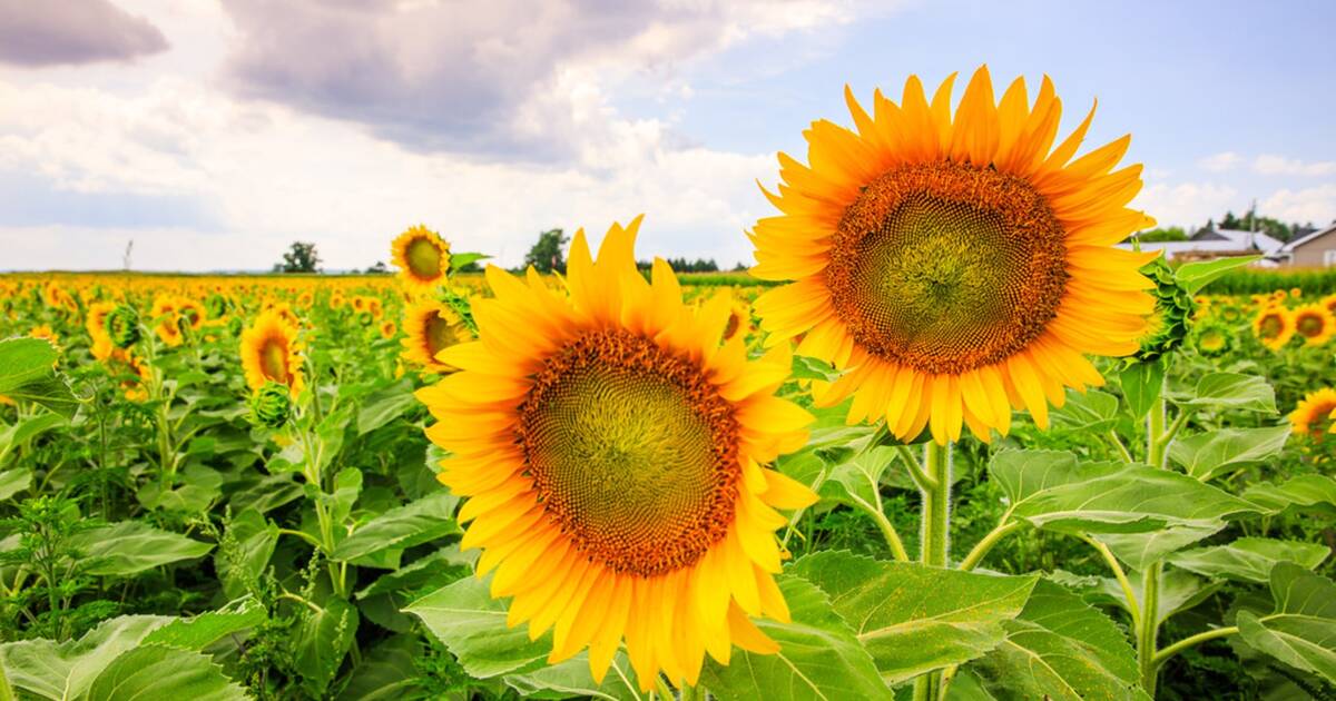 The massive sunflower farm near Toronto is open for the season