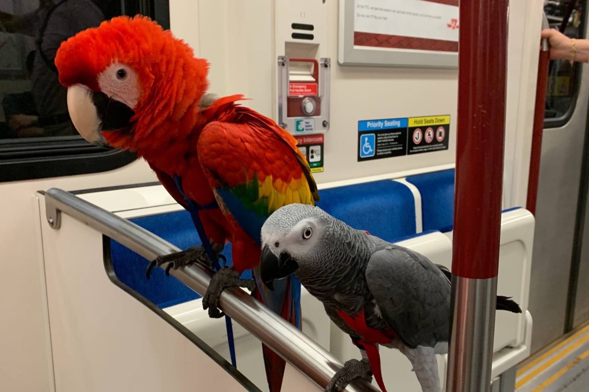 parrots TTC