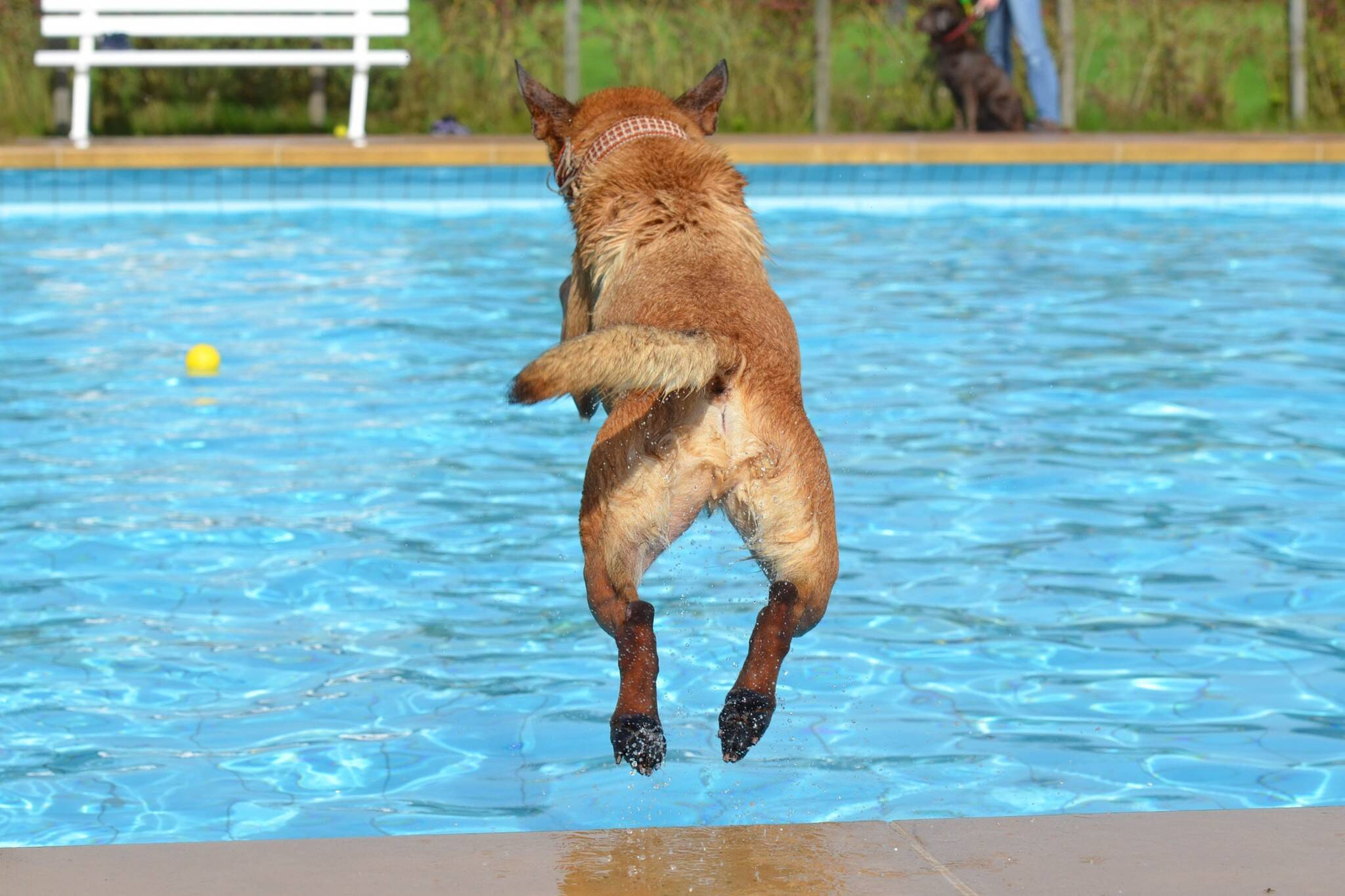 dogs public pools toronto