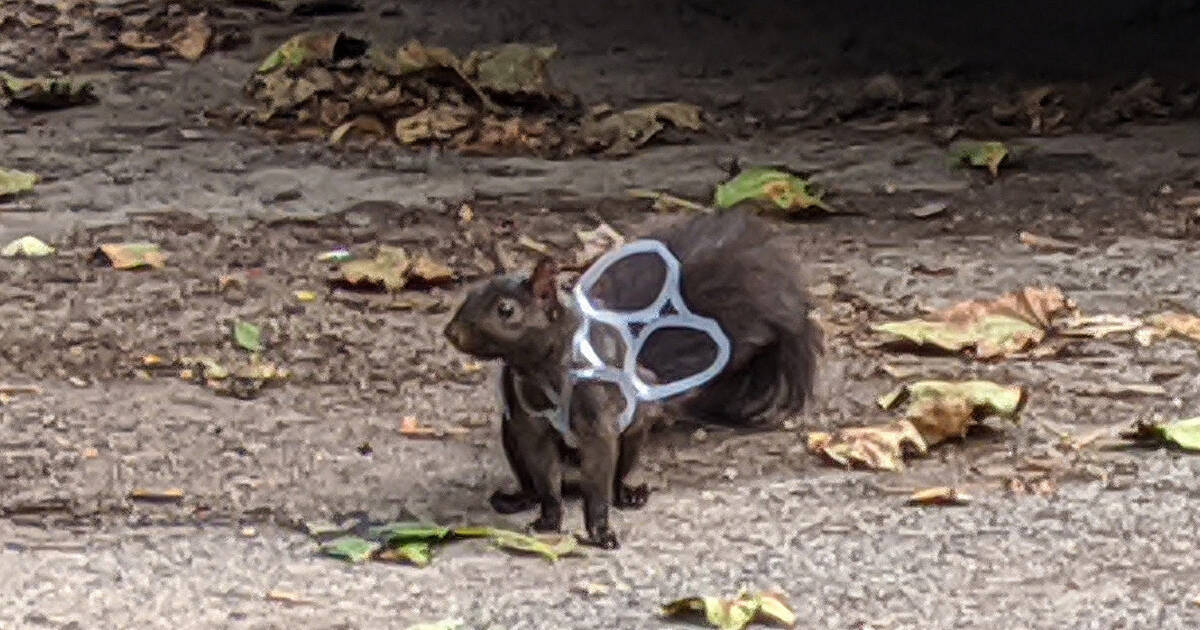 sirene blozen Uitstralen Squirrel caught in six-pack ring perfectly illustrates Toronto's trash  problem