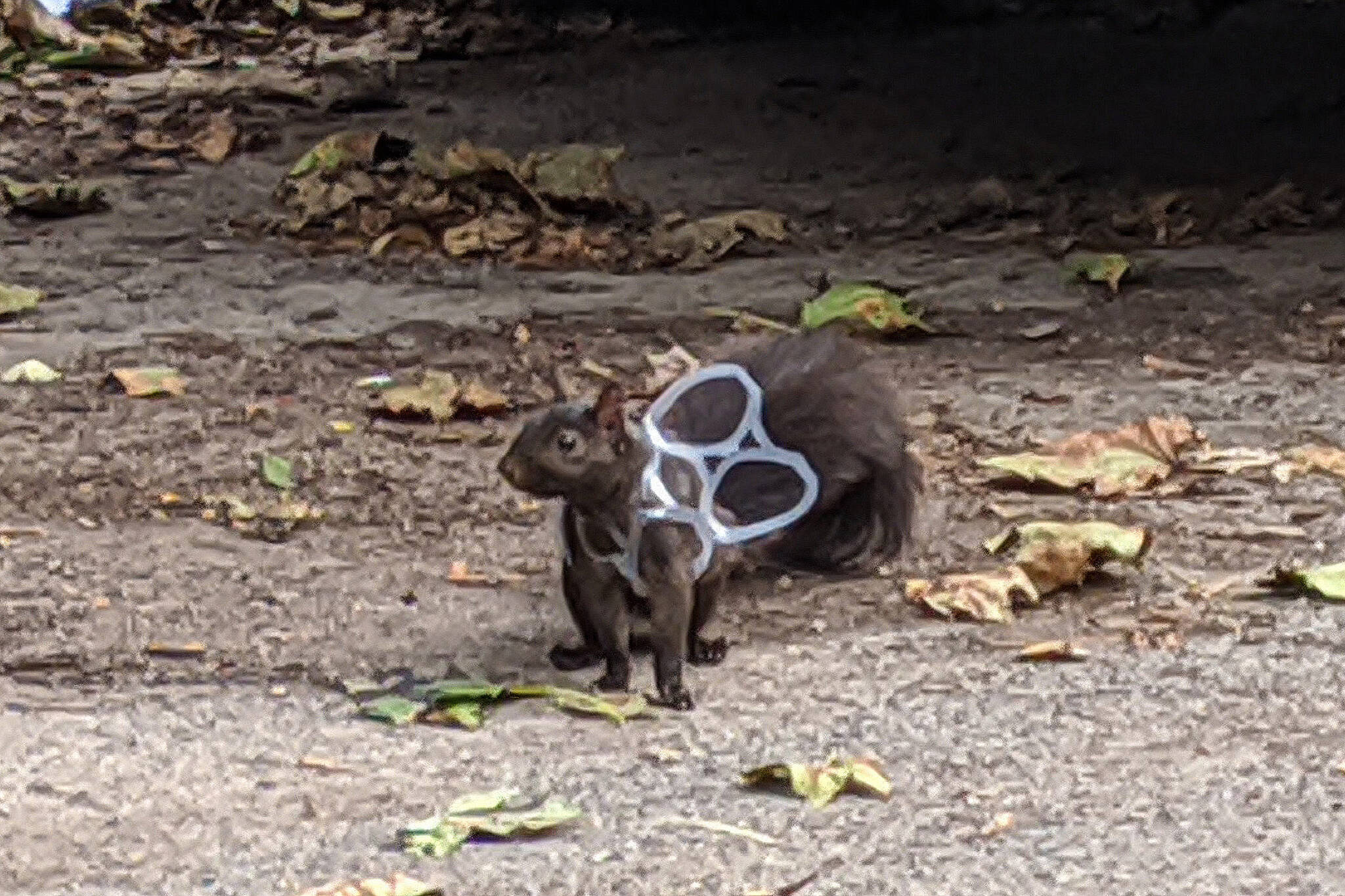 Squirrel caught in six-pack ring perfectly illustrates Toronto's trash  problem