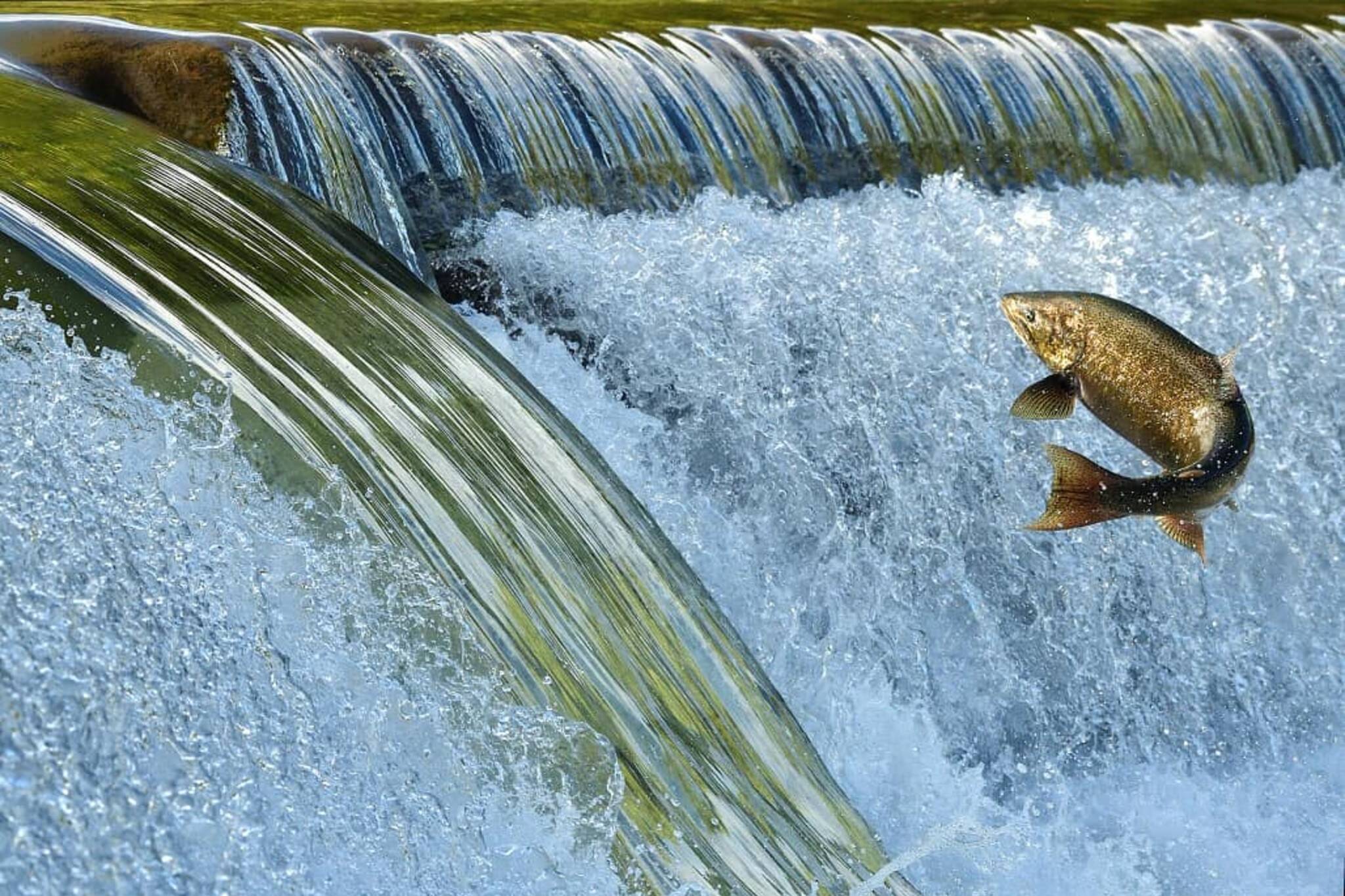 You can see tons of salmon jumping through Toronto's rivers right now
