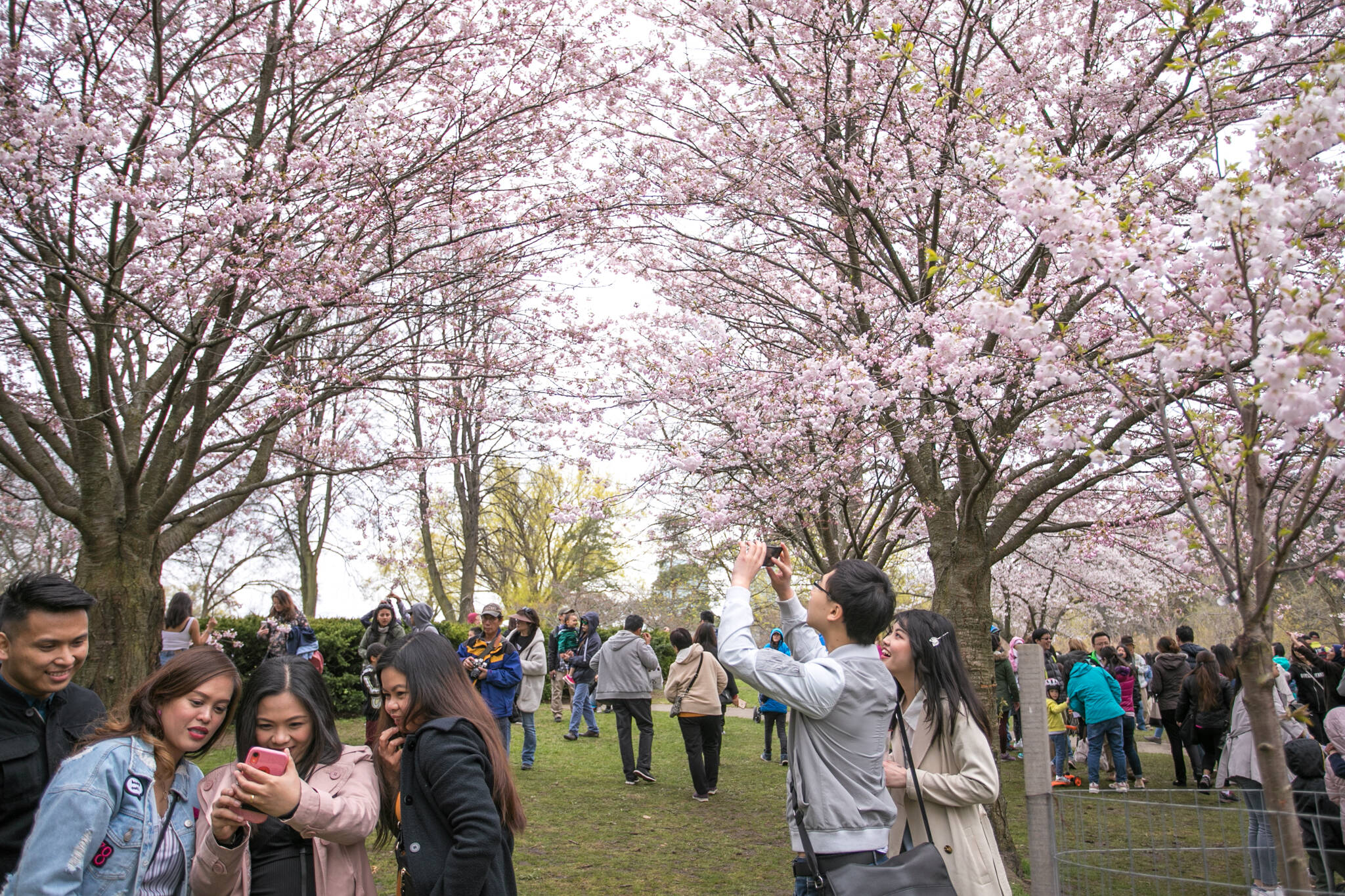 Massive crowds celebrate cherry blossoms season at High Park
