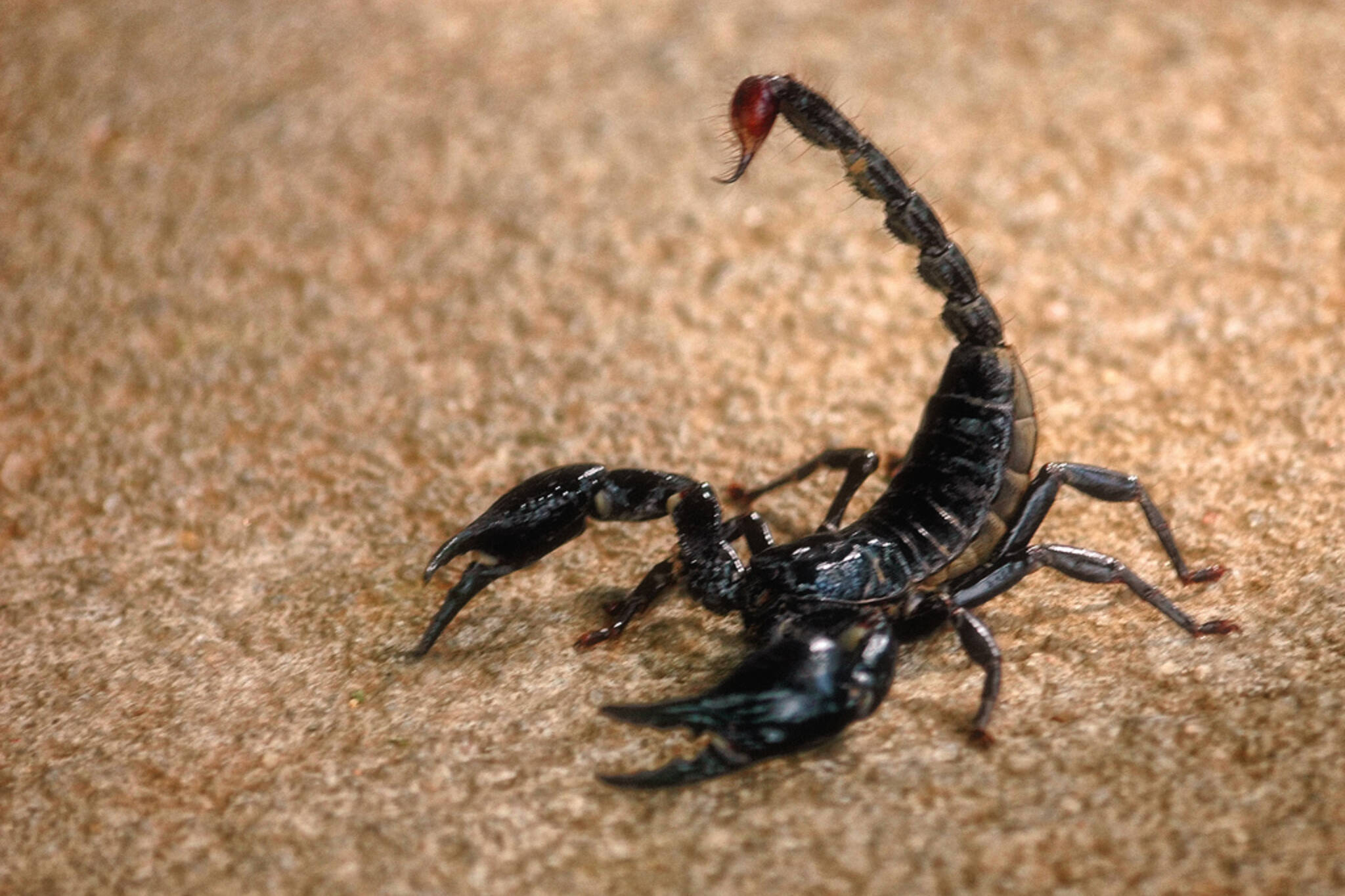 Scorpion flight Toronto