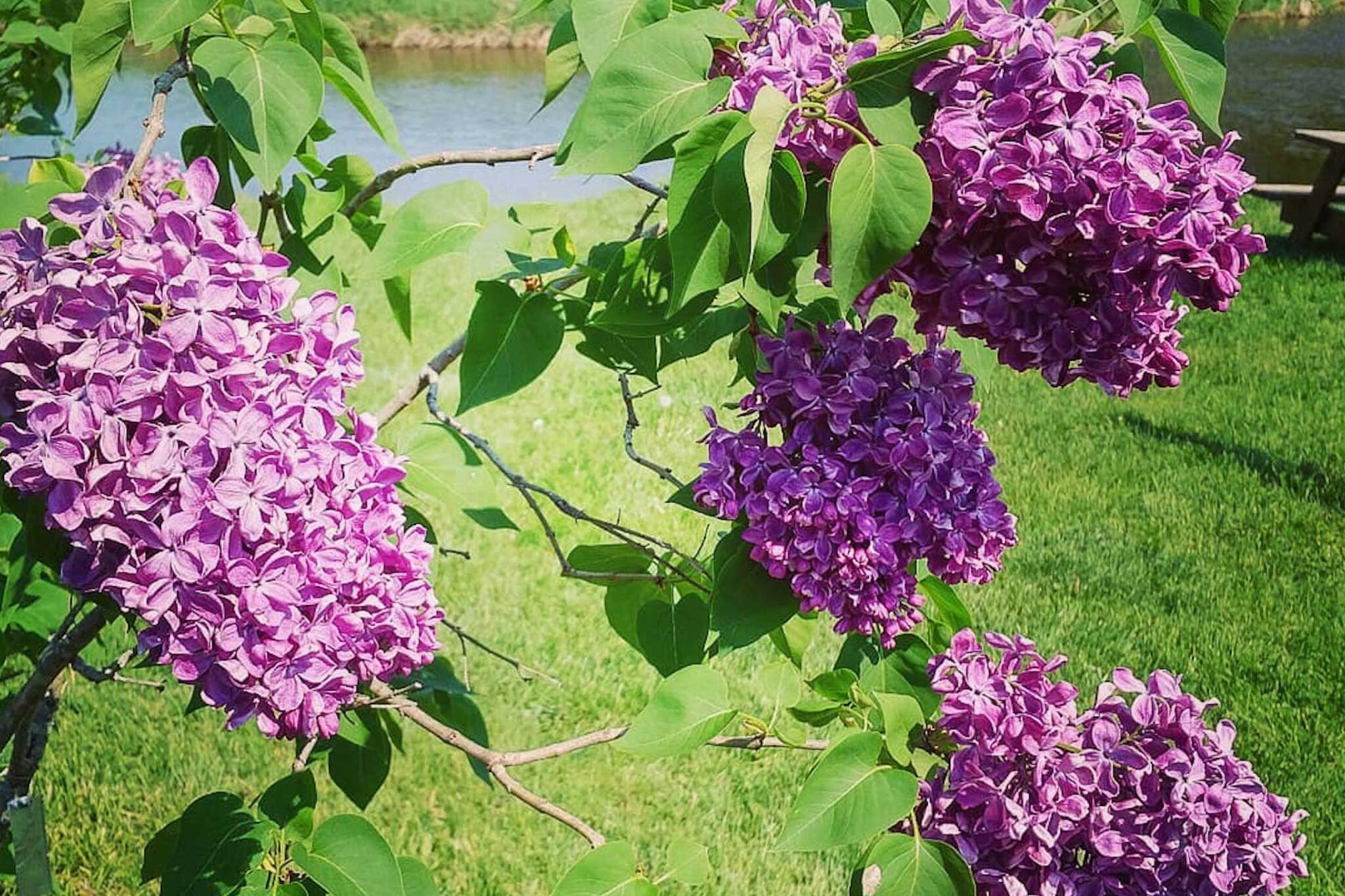There's a spectacular lilac festival near Toronto this spring