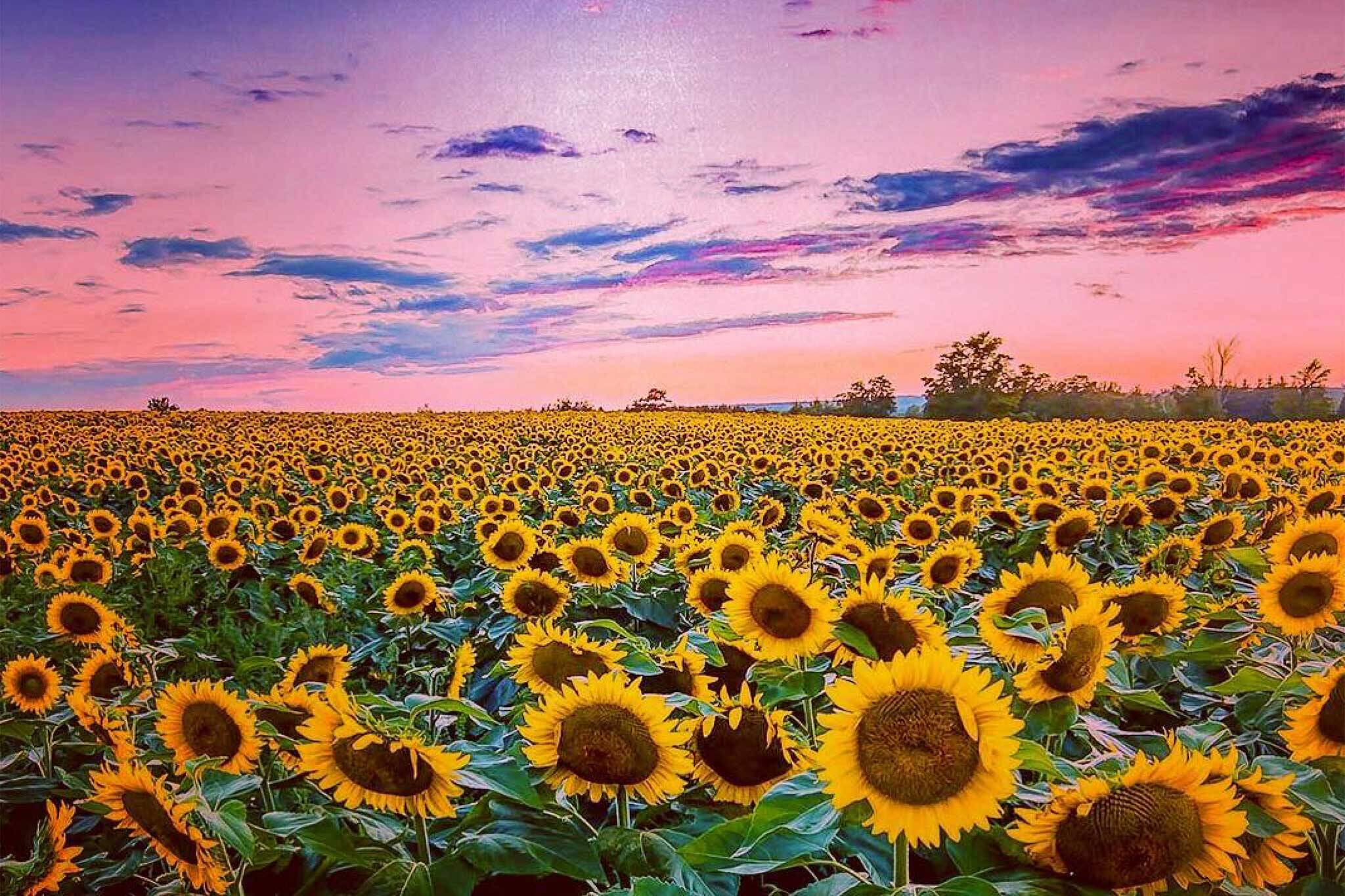 sunflower field toronto