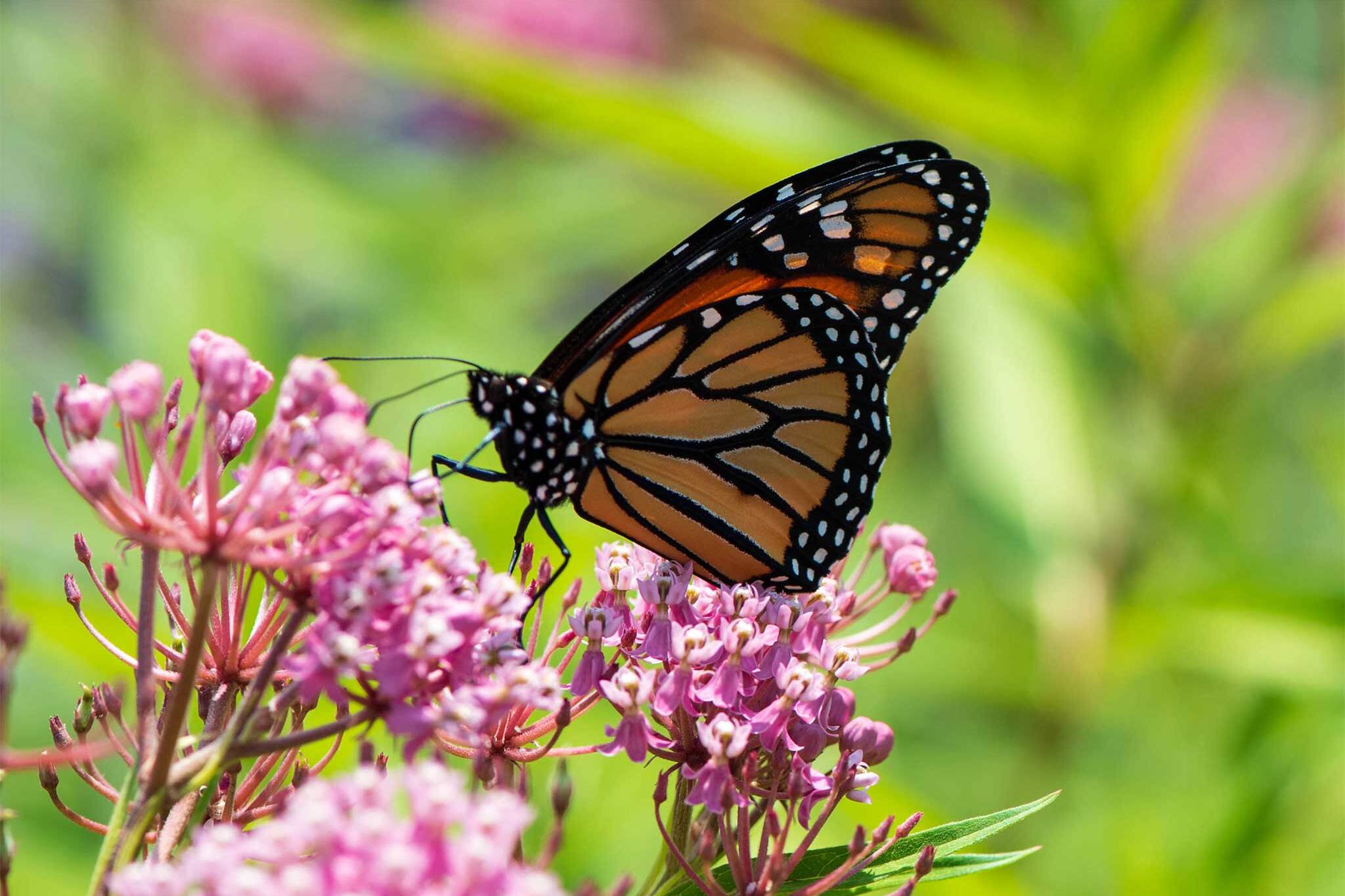 Toronto has a secret outdoor butterfly garden and it's free to visit