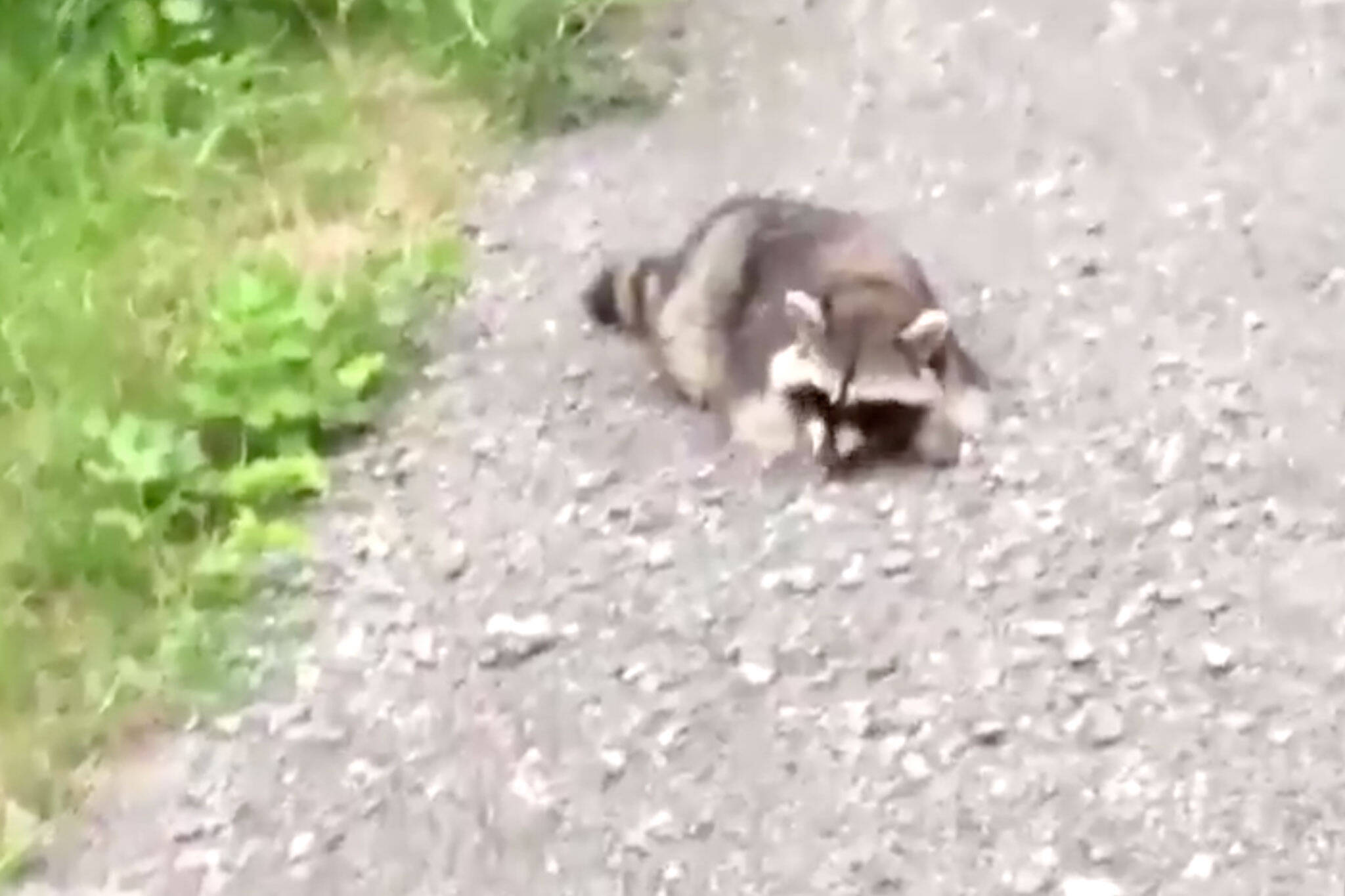 Raccoons Are Getting Drunk In Ontario From Fermented Fruit And The Videos Are Hilarious 