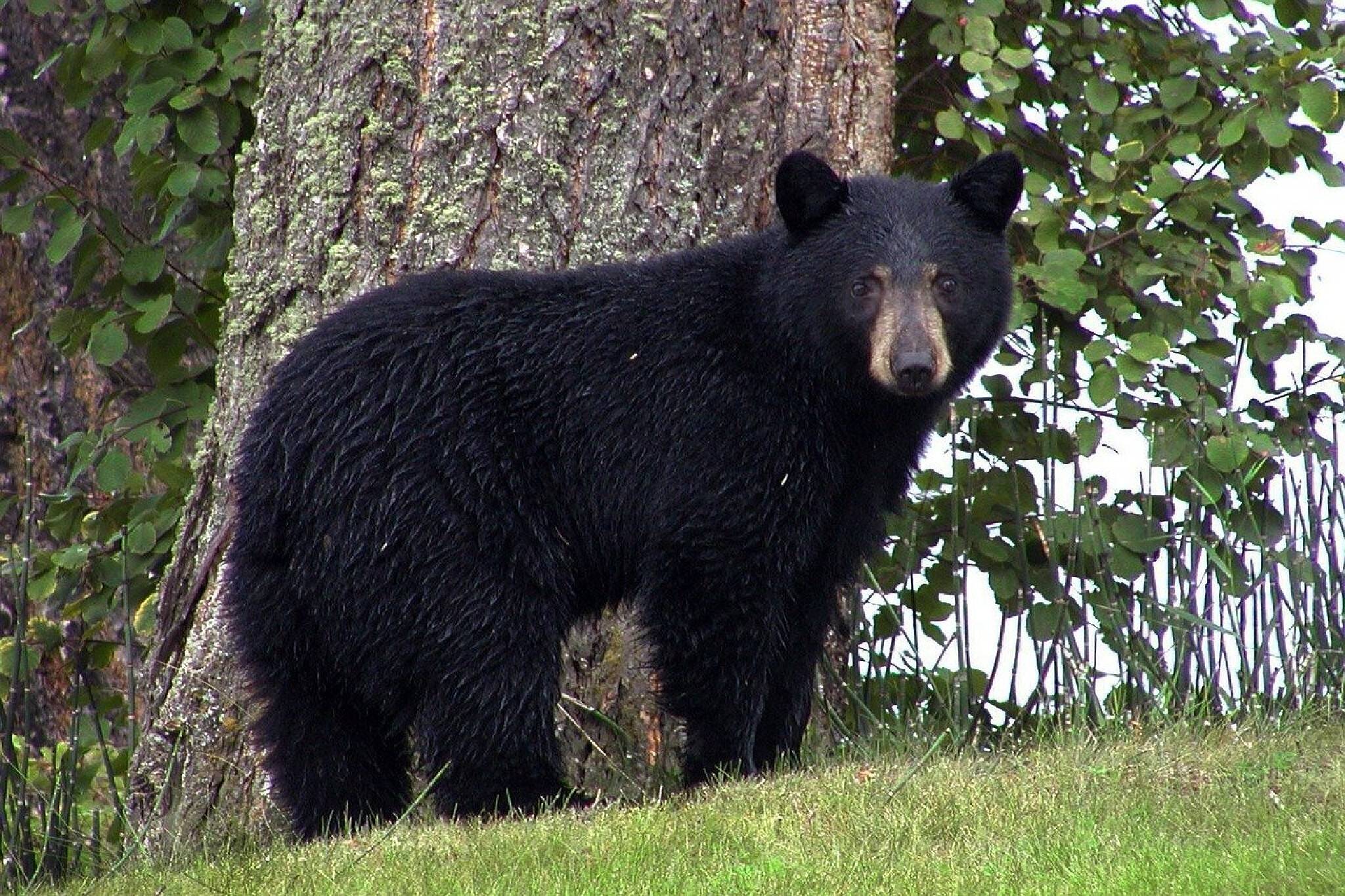 ontario black bear hunt