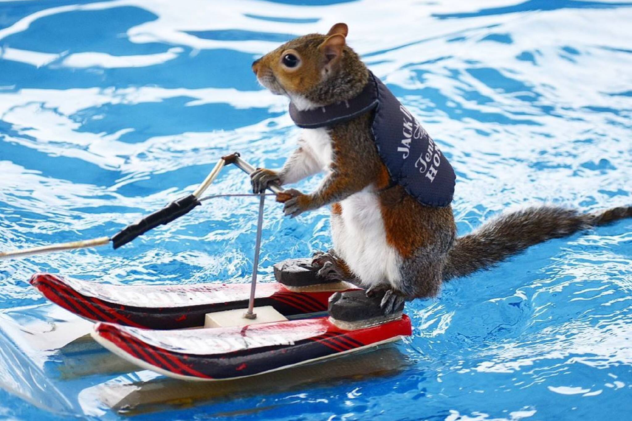 waterskiing squirrel