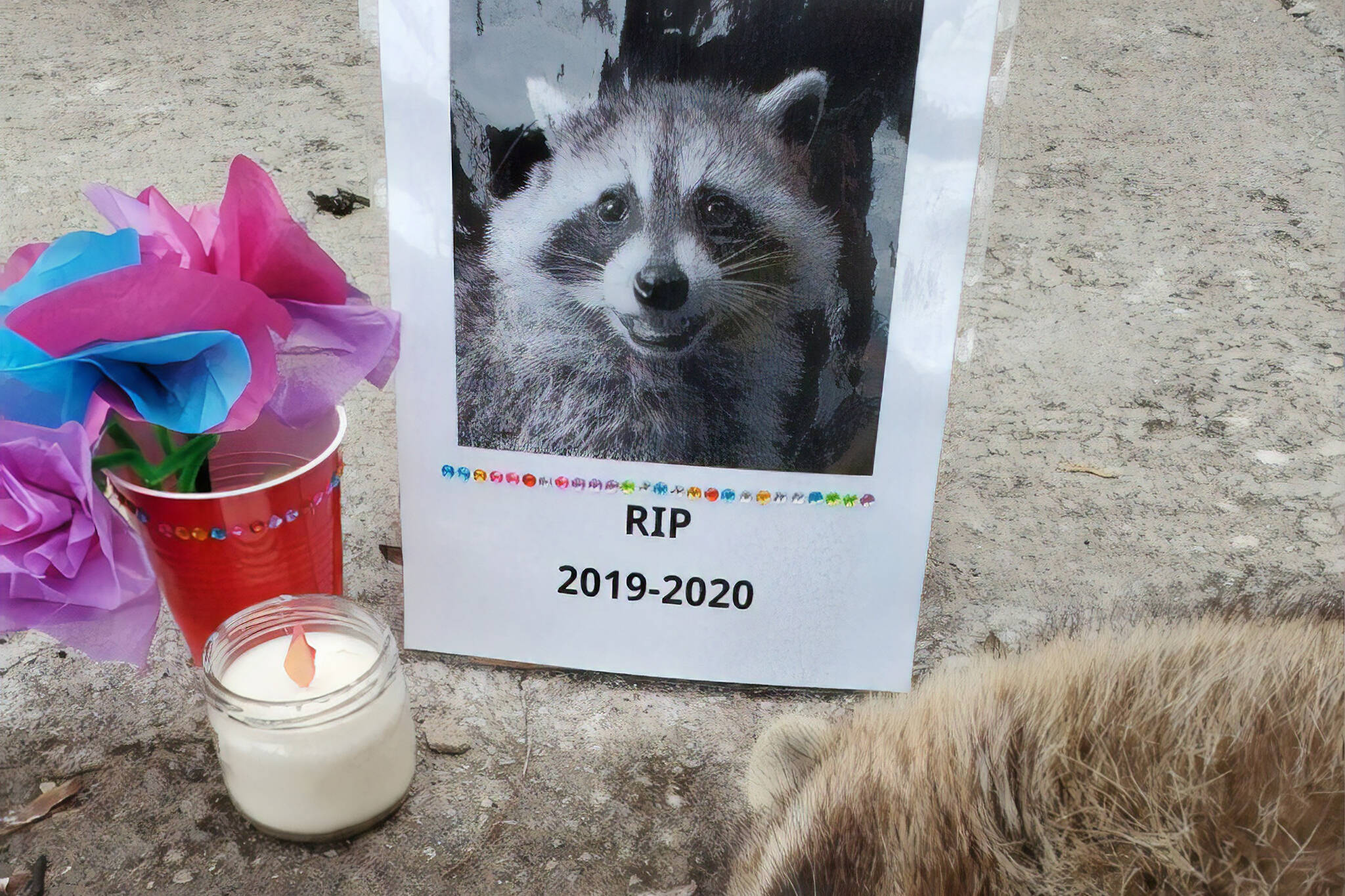 toronto dead raccoon