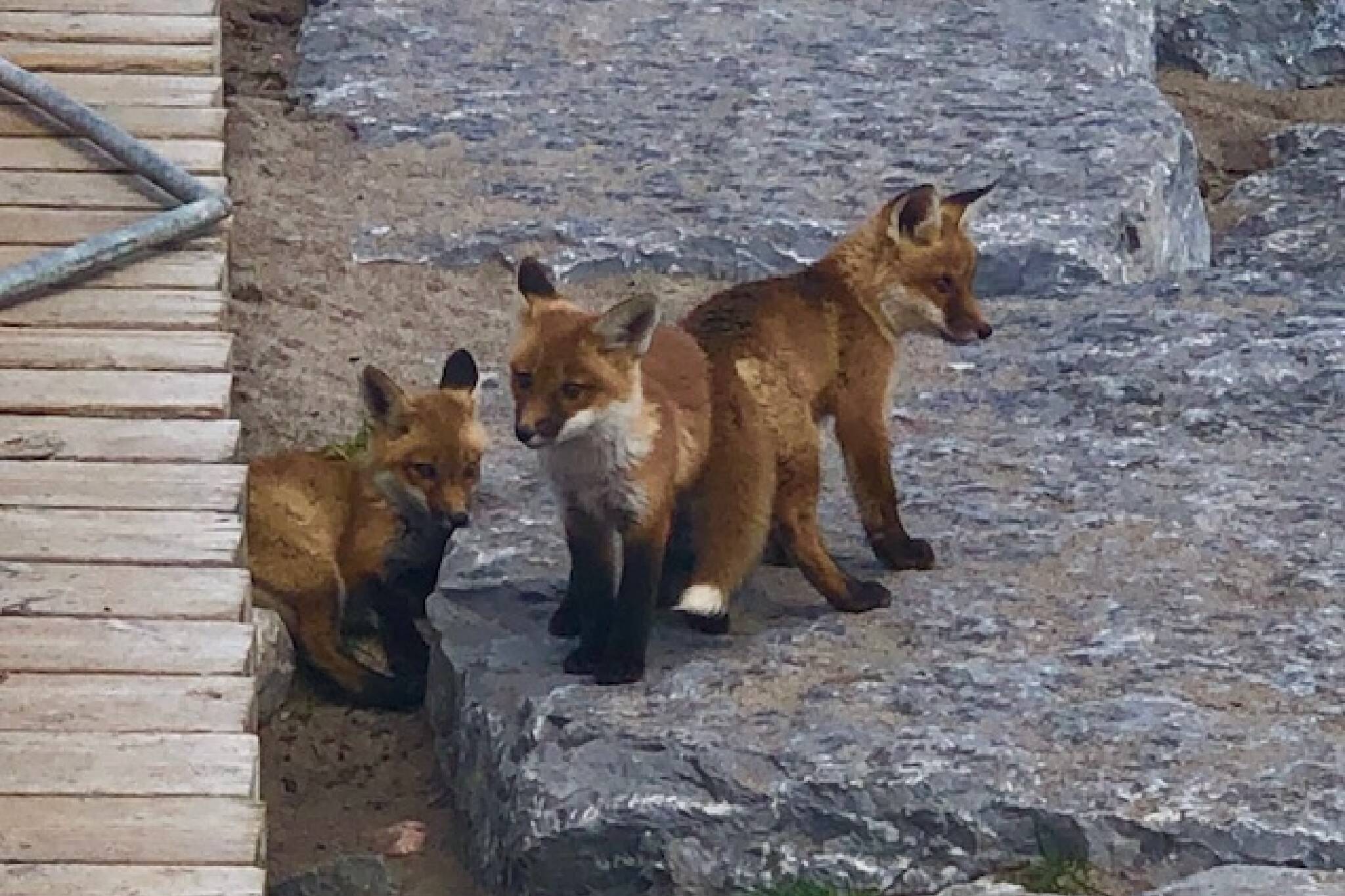 toronto foxes