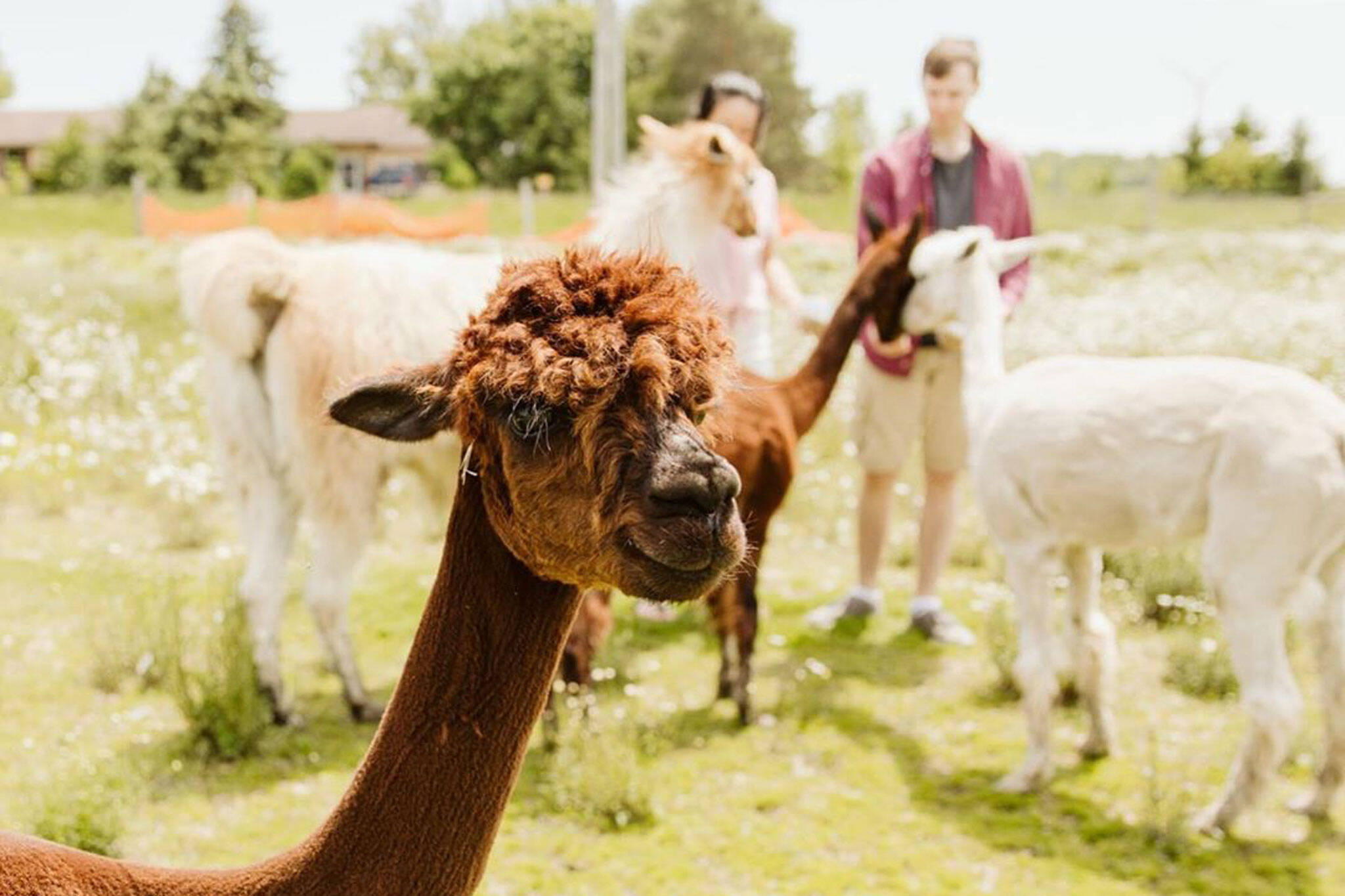 You can walk and pet alpacas at this farm near Toronto but you'll need to social distance