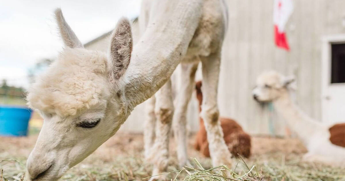 5 farms near Toronto where you can walk and pet alpacas
