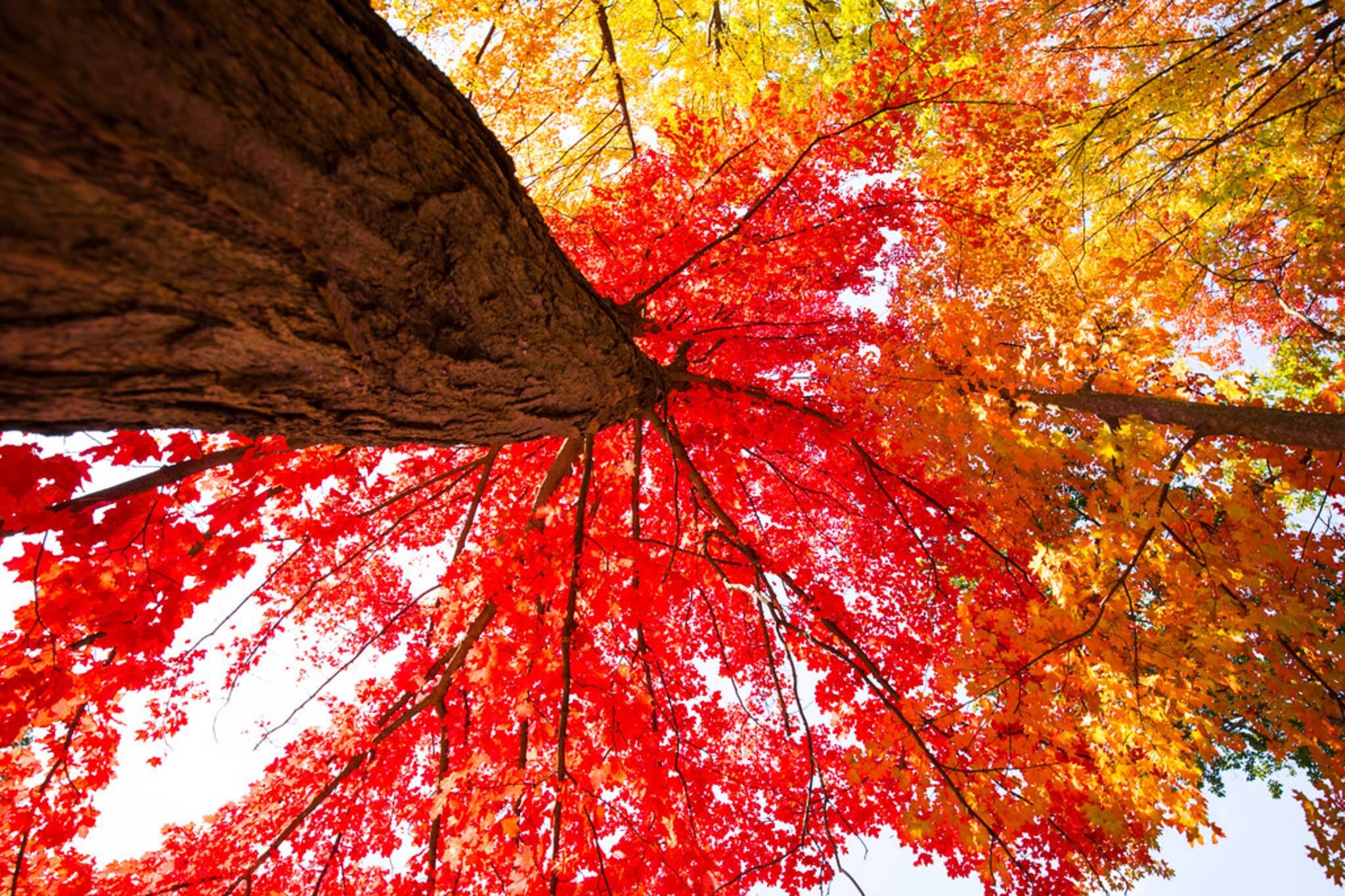 fall colours near toronto