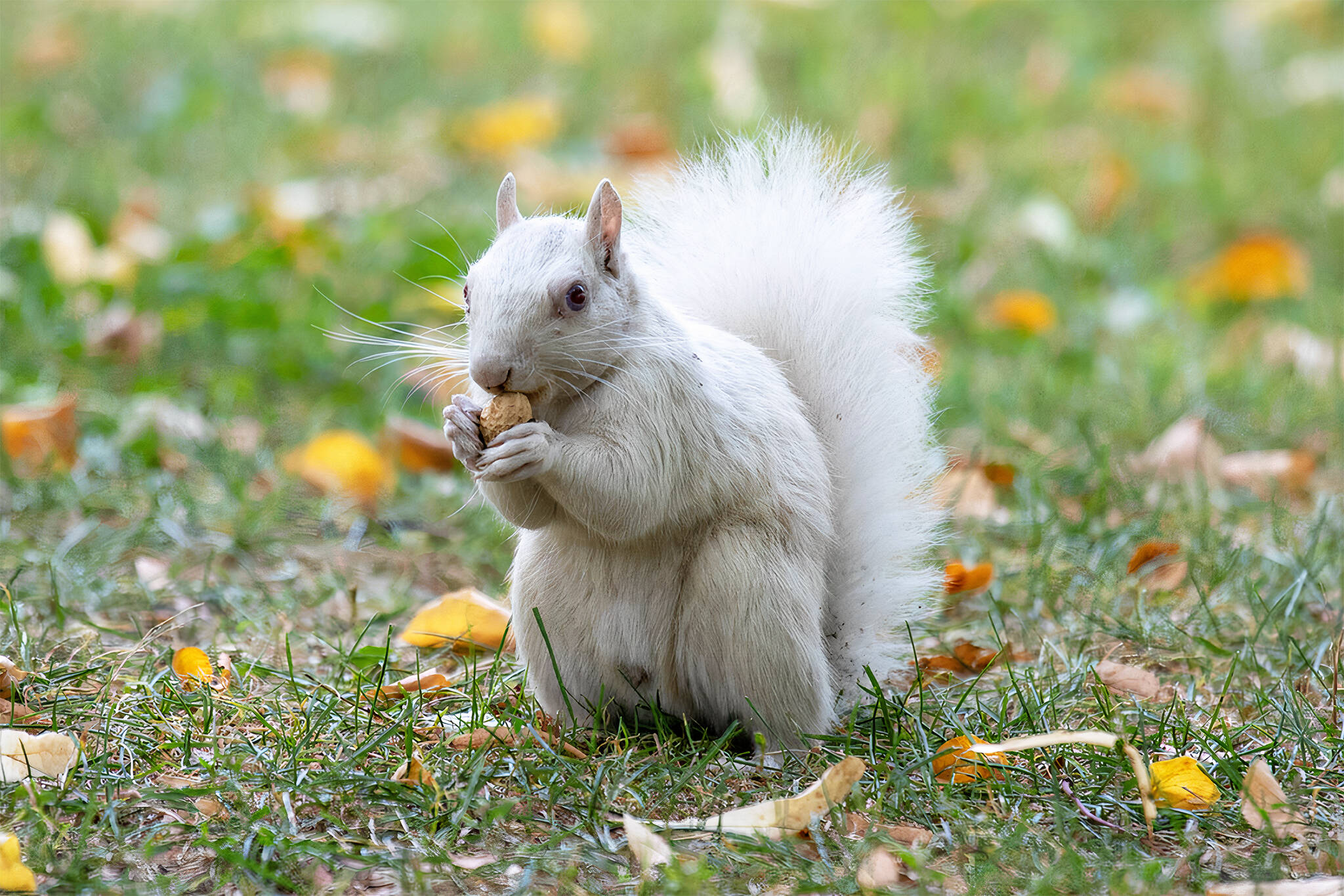 white squirrel toronto