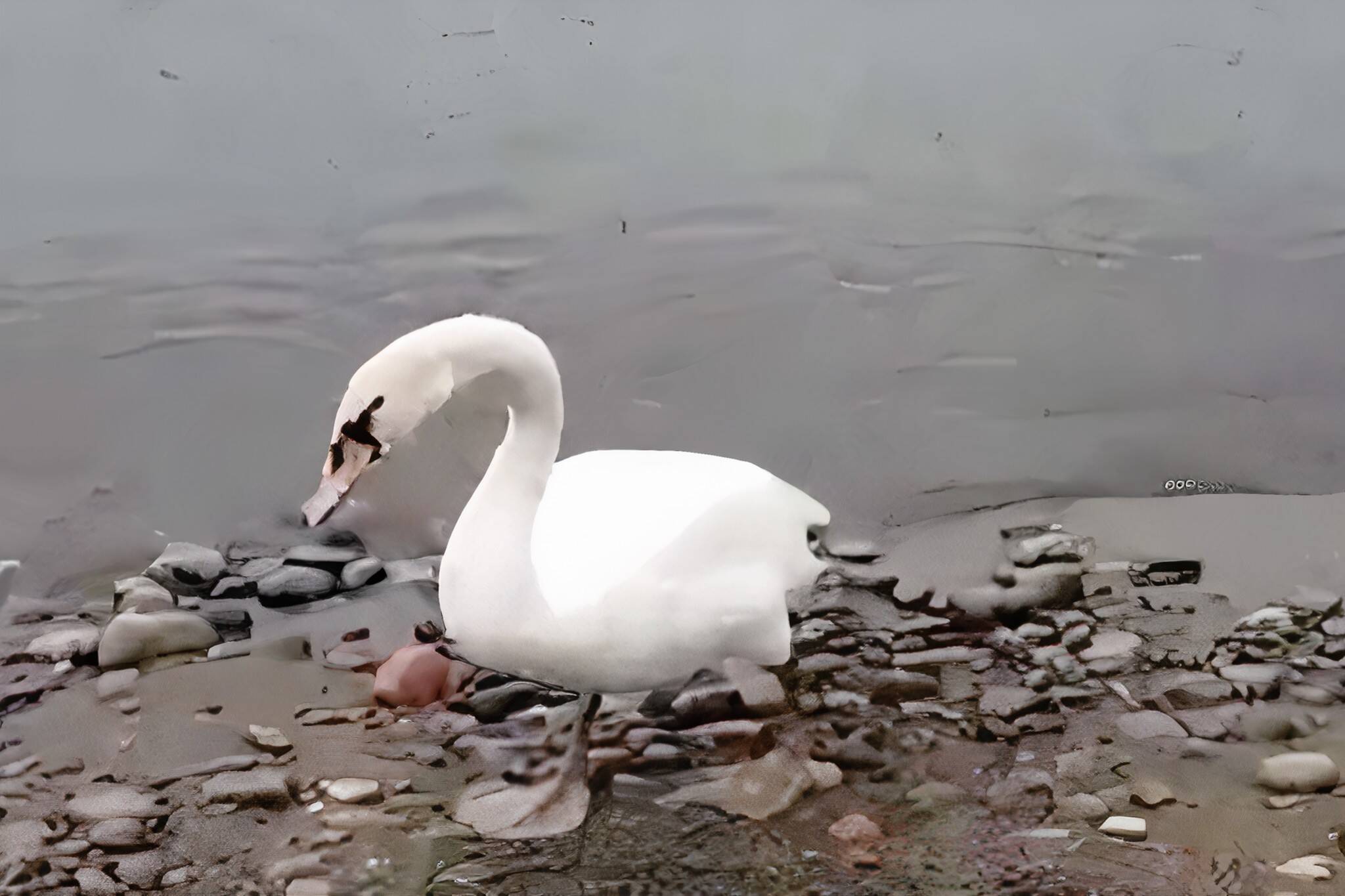 swan lake ontario