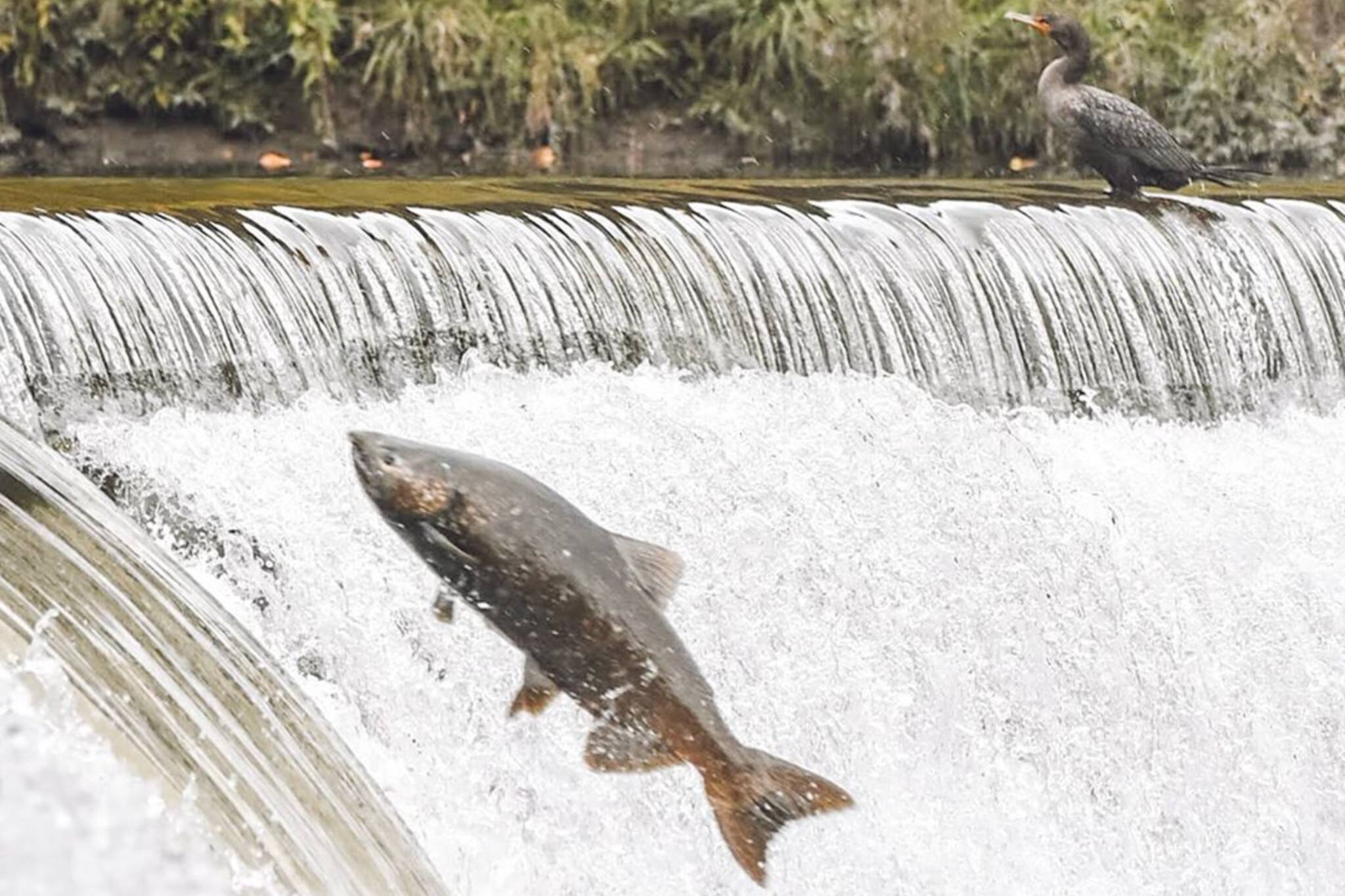 Toronto is totally obsessed with watching salmon jump in the Humber River