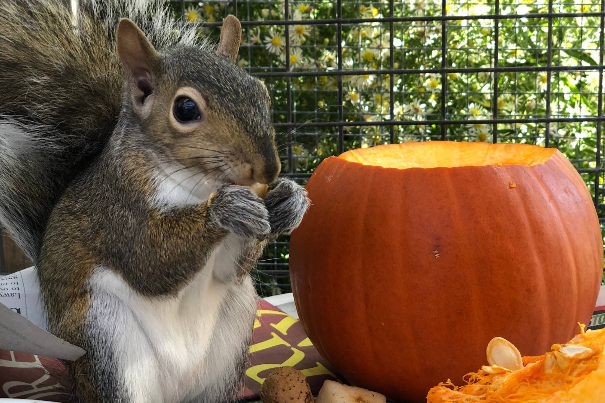 Toronto wildlife experts warn that bleaching pumpkins could kill animals