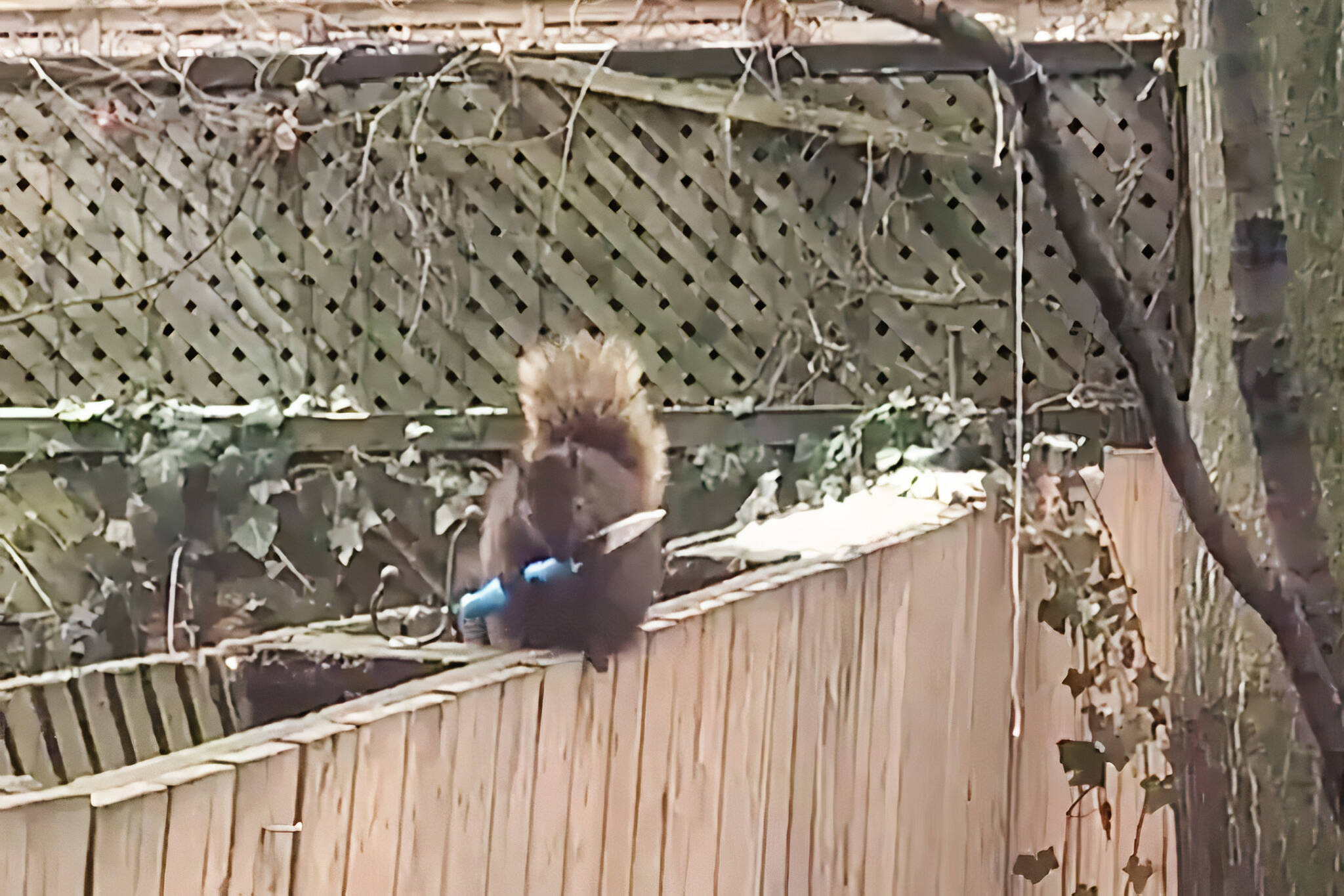 Knife-wielding squirrel captured on camera in Toronto
