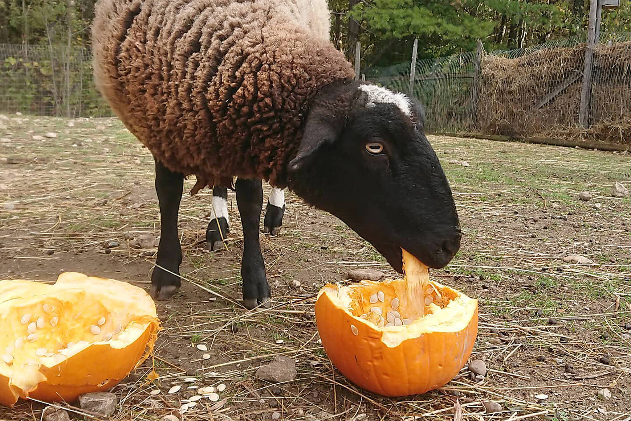 The animals at this sanctuary are obsessed with leftover Toronto Halloween  pumpkins