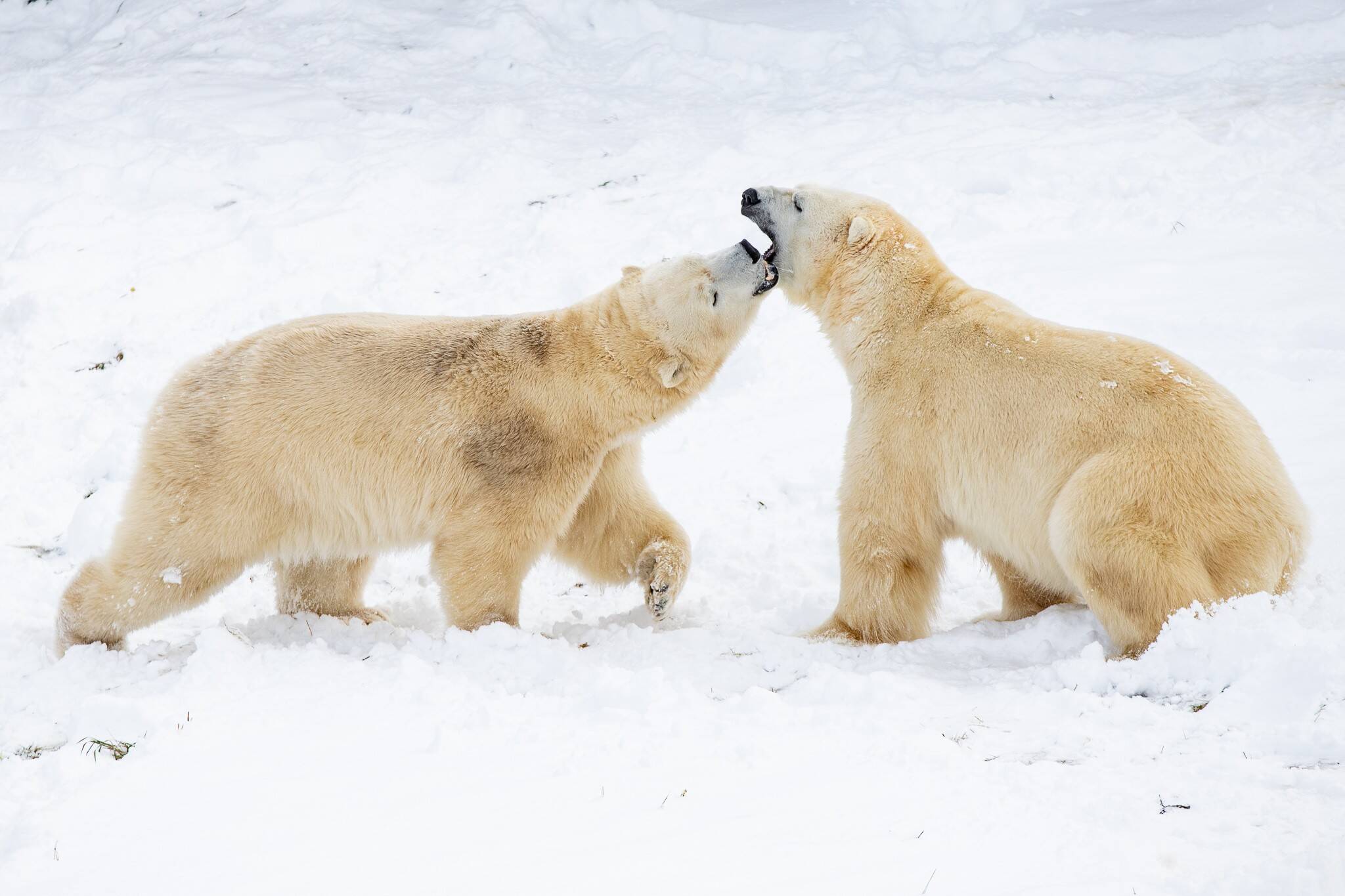 Polar Bear Habitat Ontario