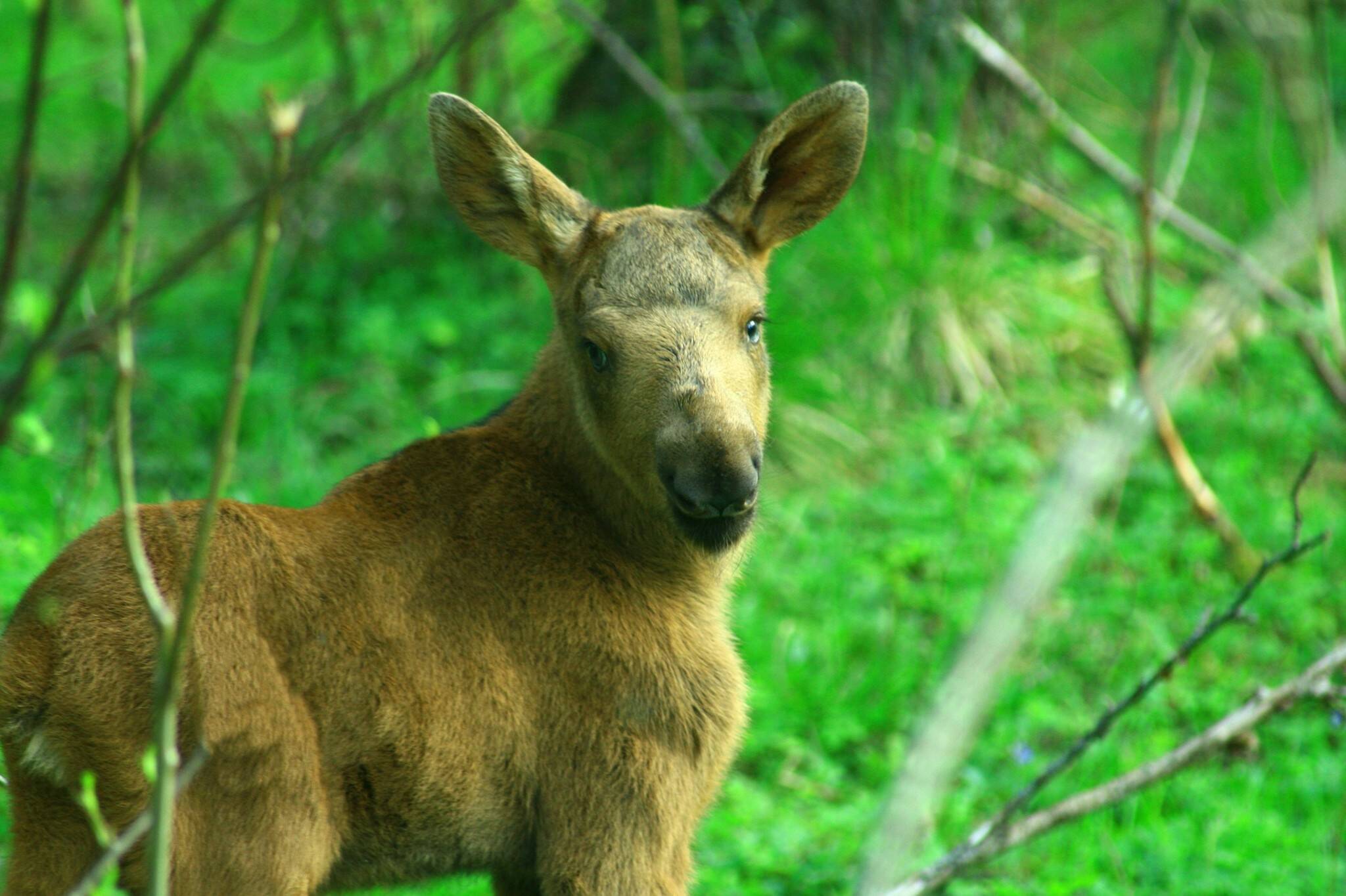 Three Ontario hunters fined 10,000 for shooting moose calf