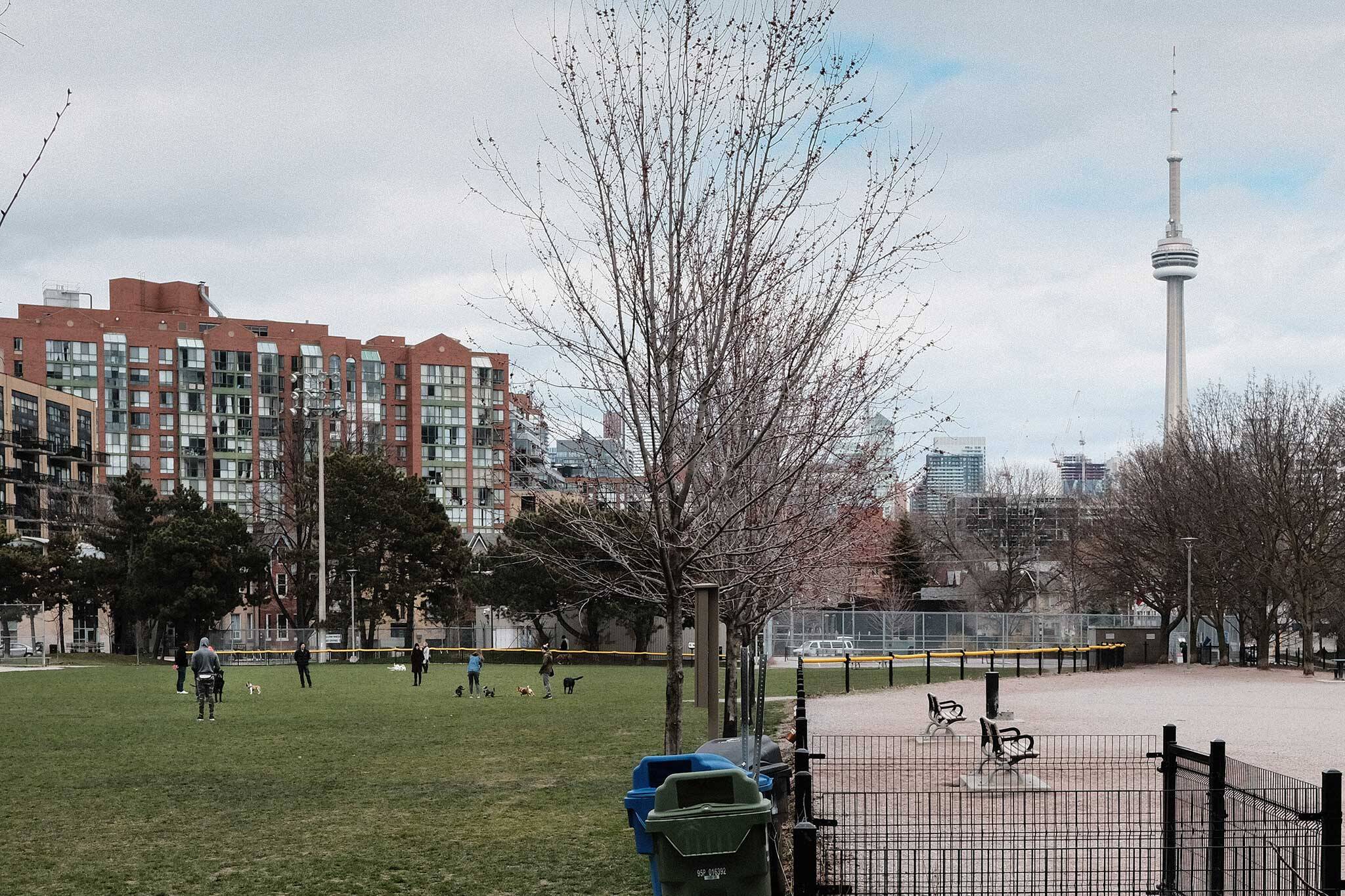 不带皮带的狗在多伦多公园