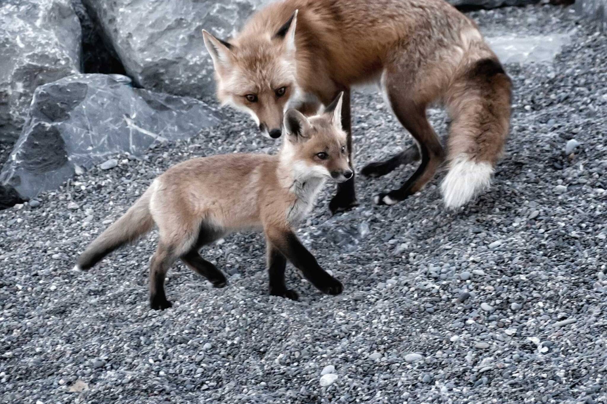 foxes toronto