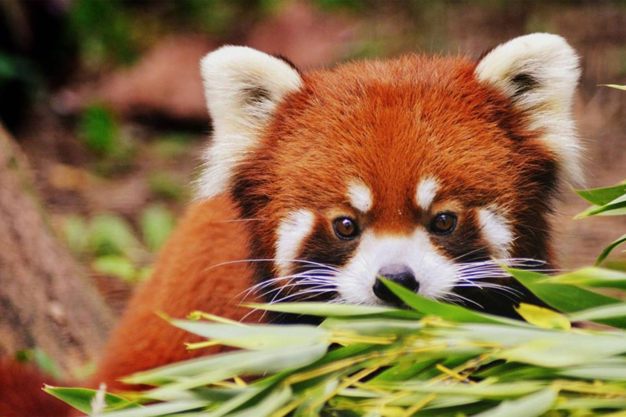 toronto zoo red panda
