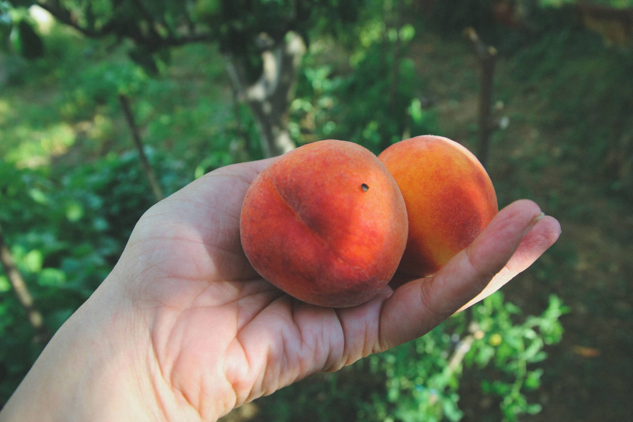 peach picking toronto