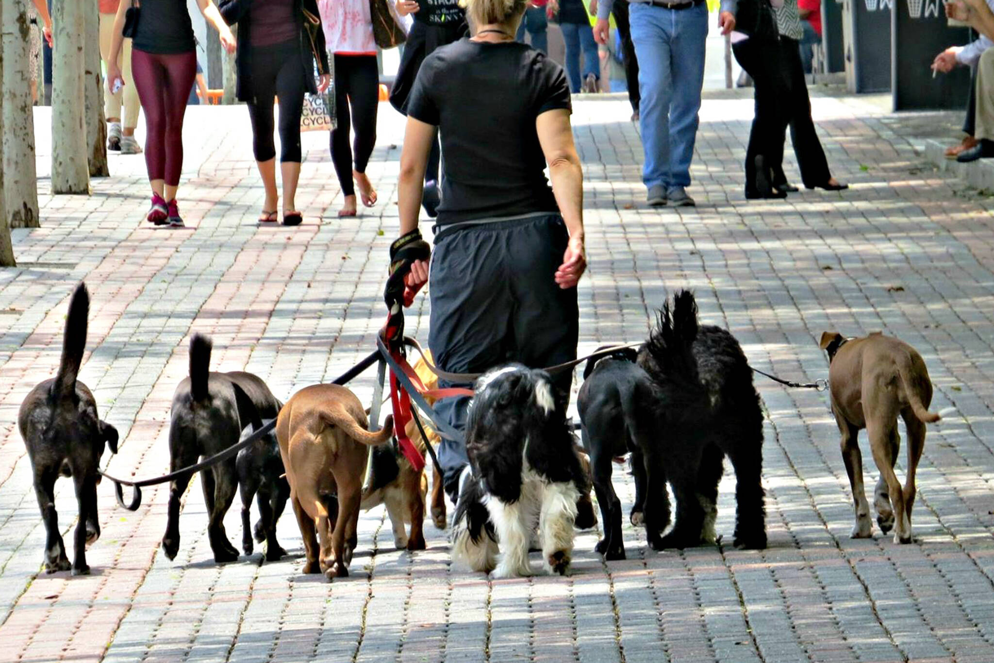 Ontario government now allowing dog walkers during lockdown after