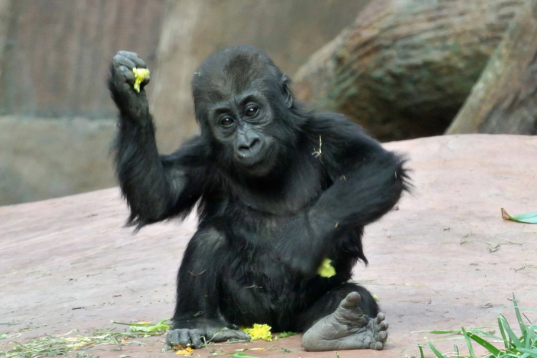 toronto zoo phone apes