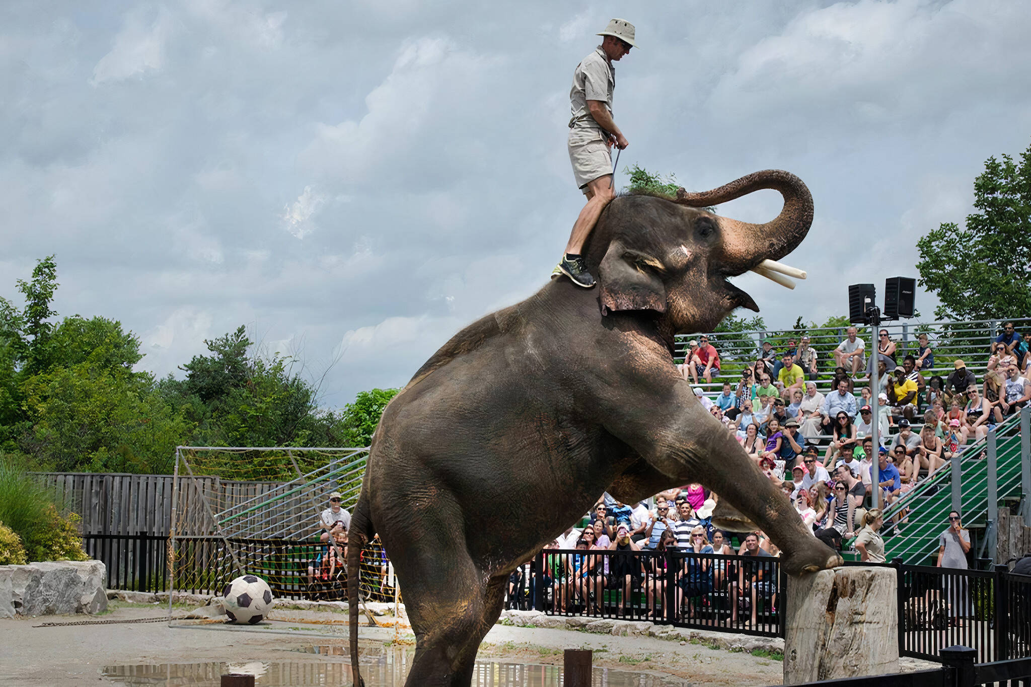 Ontario zoo named worst in the continent for treatment of elephants